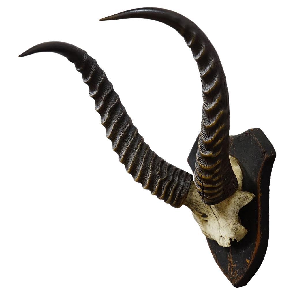 Antique Springbok Trophy on Wooden Plaque, ca. 1930s