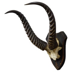 Antique Springbok Trophy on Wooden Plaque, ca. 1930s