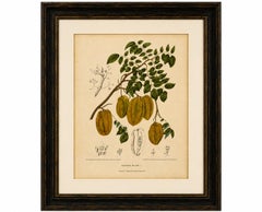 Antique Star Fruit Botanical Chromolithograph by Hoola van Nooten, c. 1880