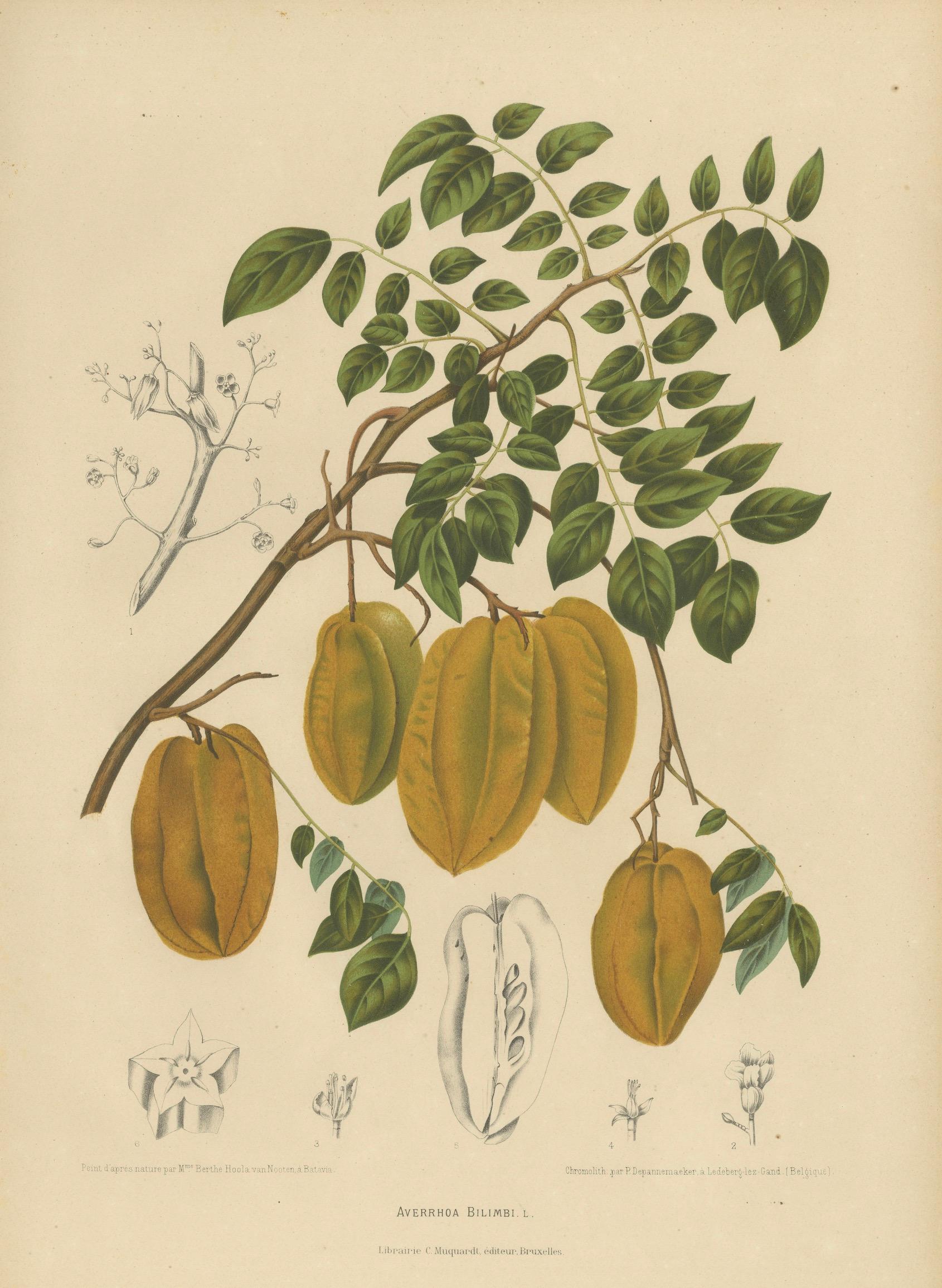 Antique Star Fruit Botanical Chromolithograph by Hoola van Nooten, c. 1880
