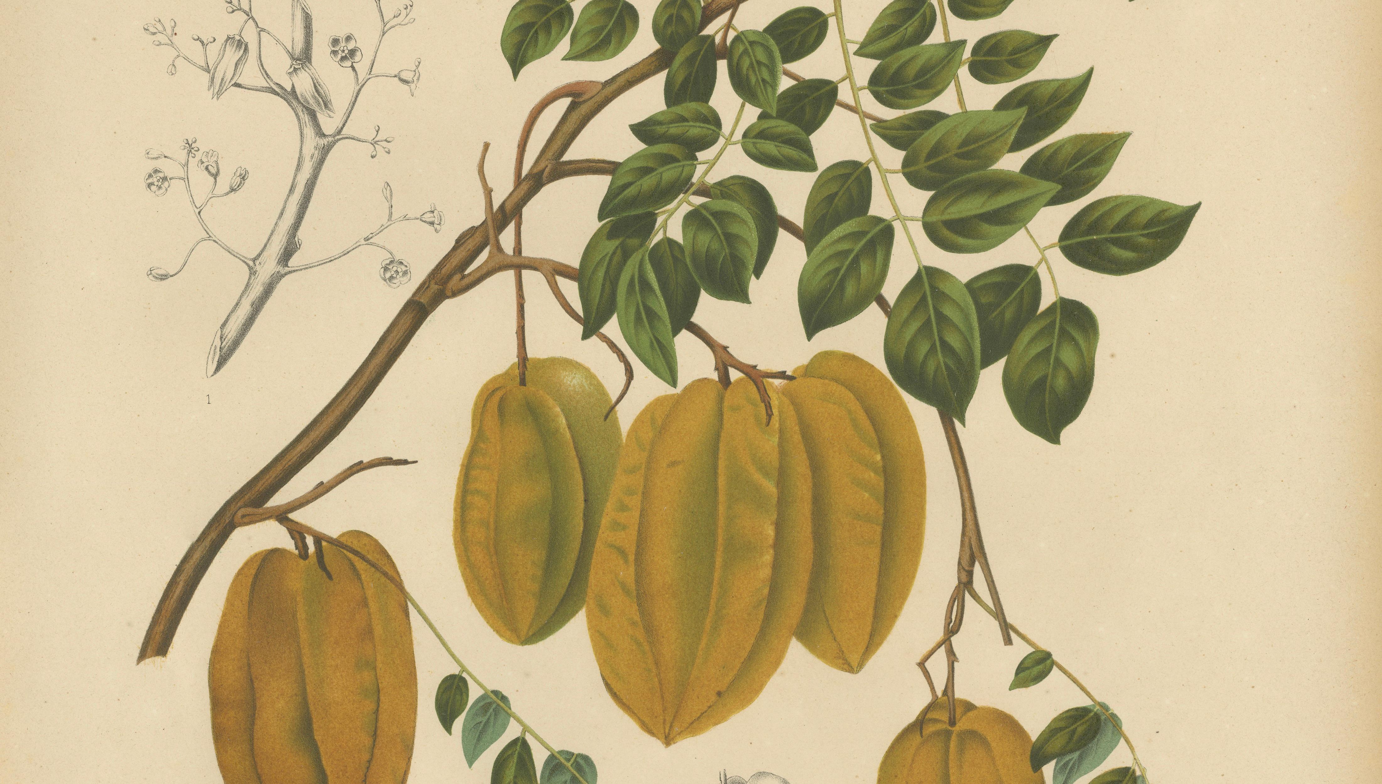 Antique Star Fruit Botanical Chromolithograph by Hoola van Nooten, c. 1880