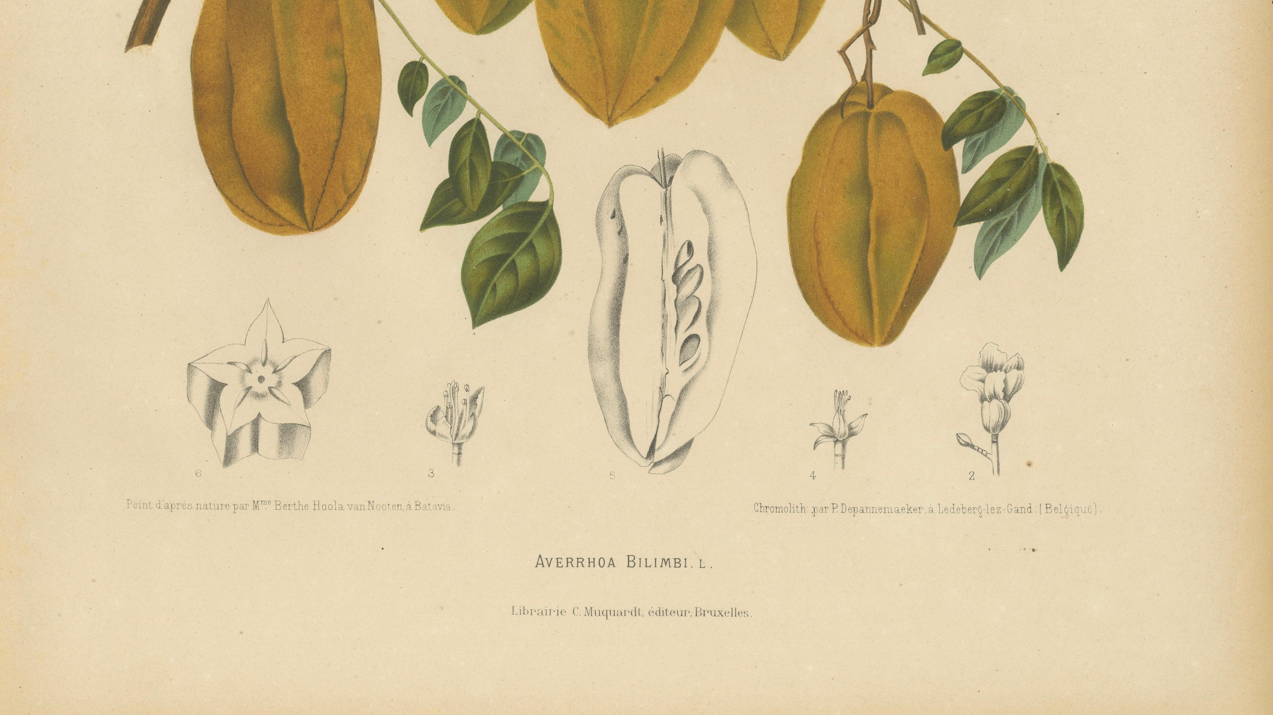 Antique Star Fruit Botanical Chromolithograph by Hoola van Nooten, c. 1880