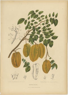 Antique Star Fruit Botanical Chromolithograph by Hoola van Nooten, c. 1880