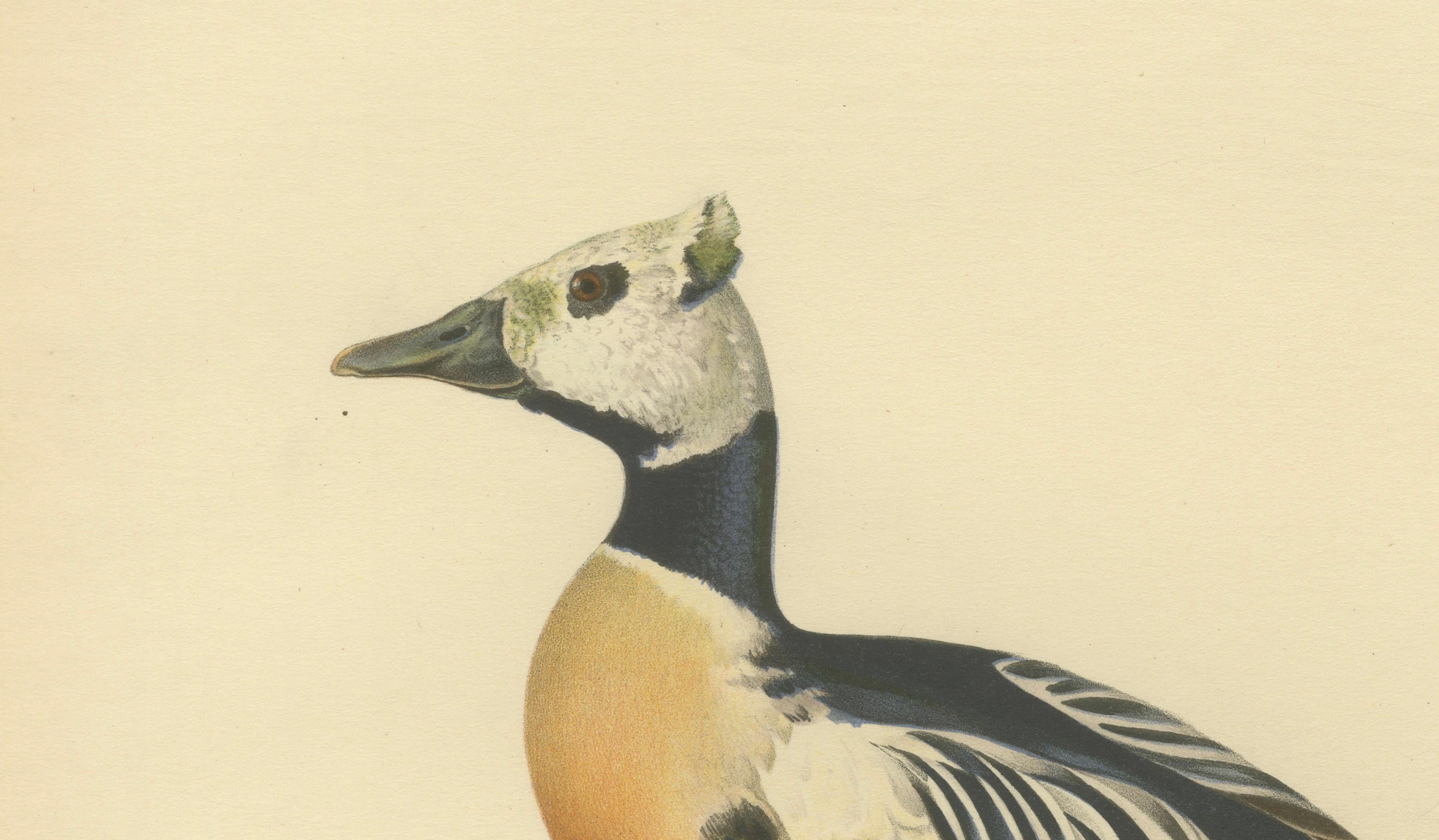 Antique Steller’s Eider Duck Lithographs, Male and Female Pair, Sweden 1929