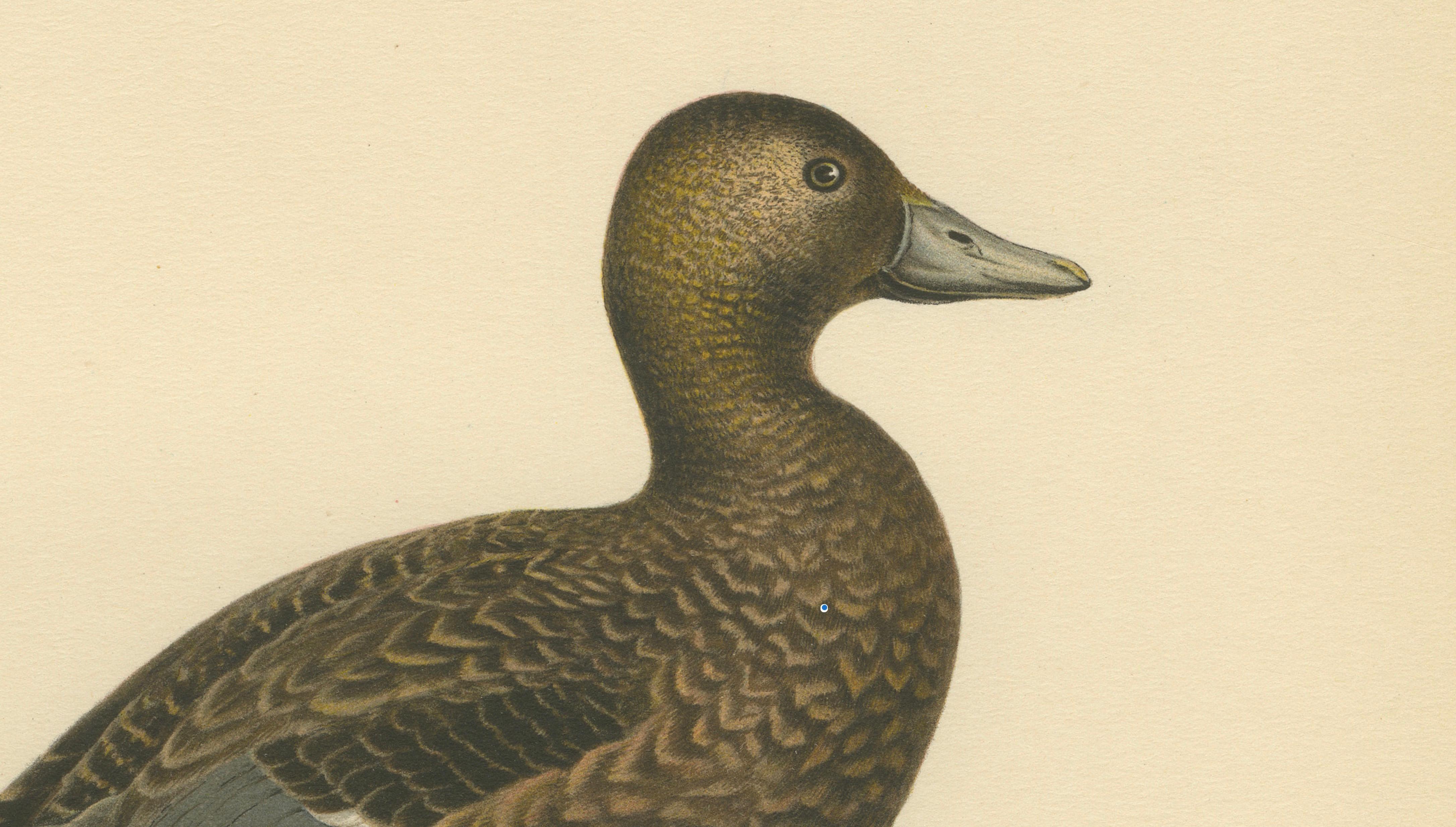 Antique Steller’s Eider Duck Lithographs, Male and Female Pair, Sweden 1929