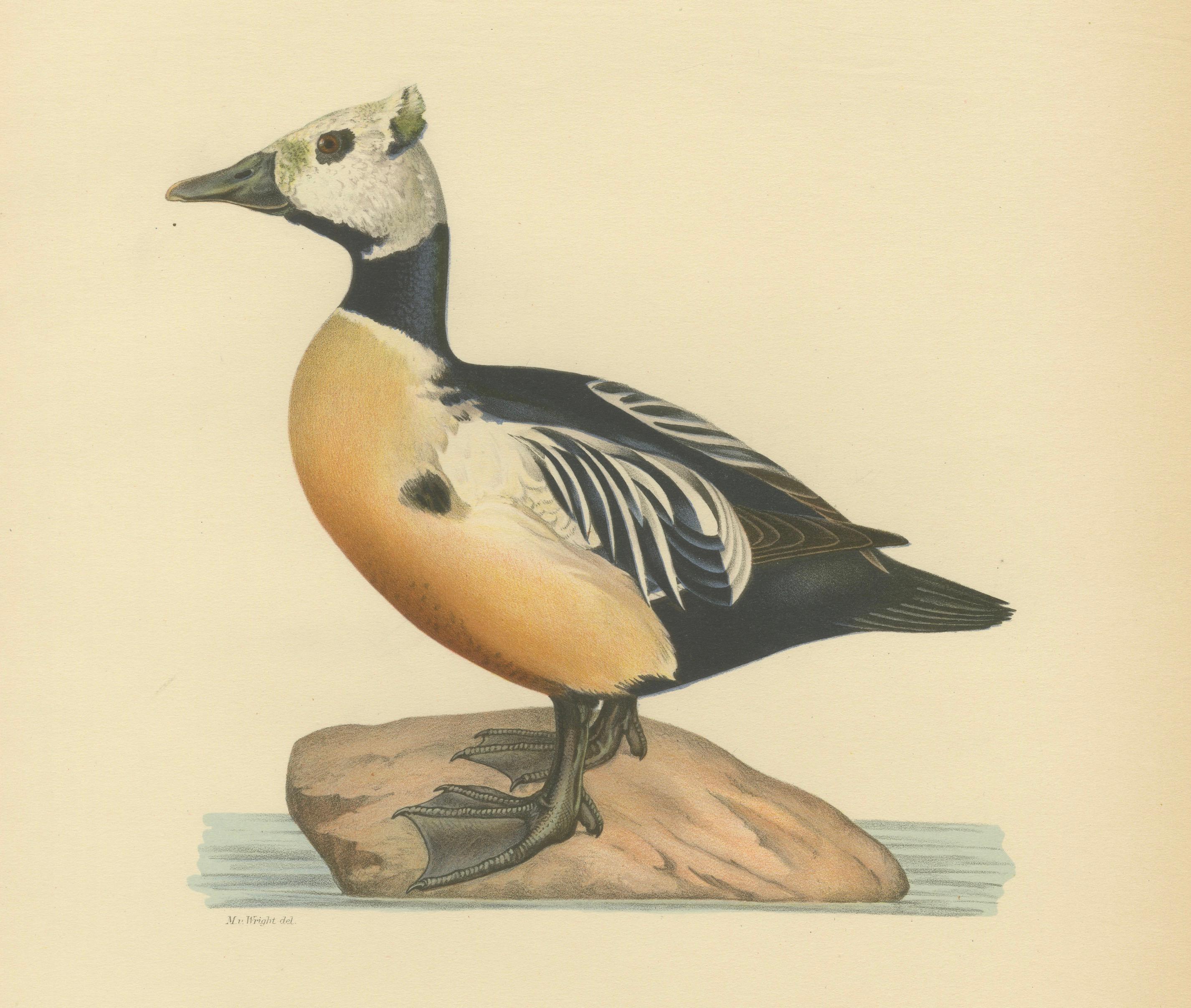 Antique Steller’s Eider Duck Lithographs, Male and Female Pair, Sweden 1929