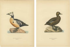 Antique Steller’s Eider Duck Lithographs, Male and Female Pair, Sweden 1929