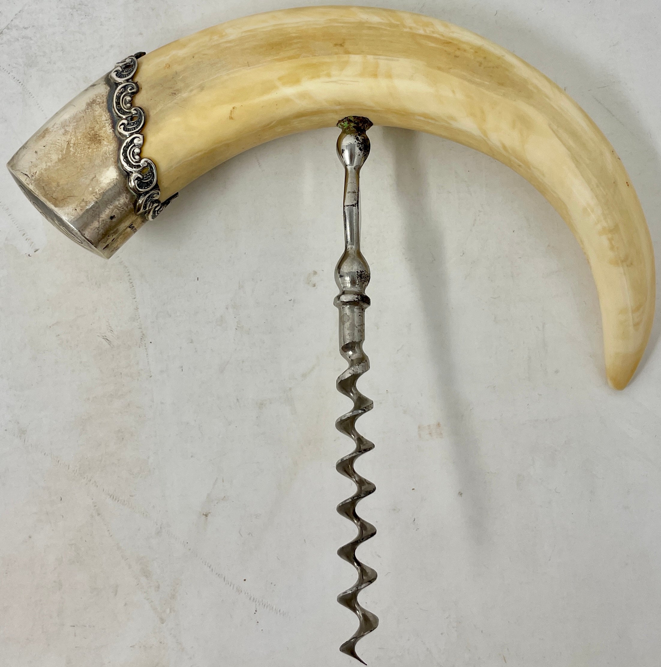 Antique Boar's Tusk Corkscrew with Sterling Silver Mounts and Nickel Silver Worm, Circa 1900.