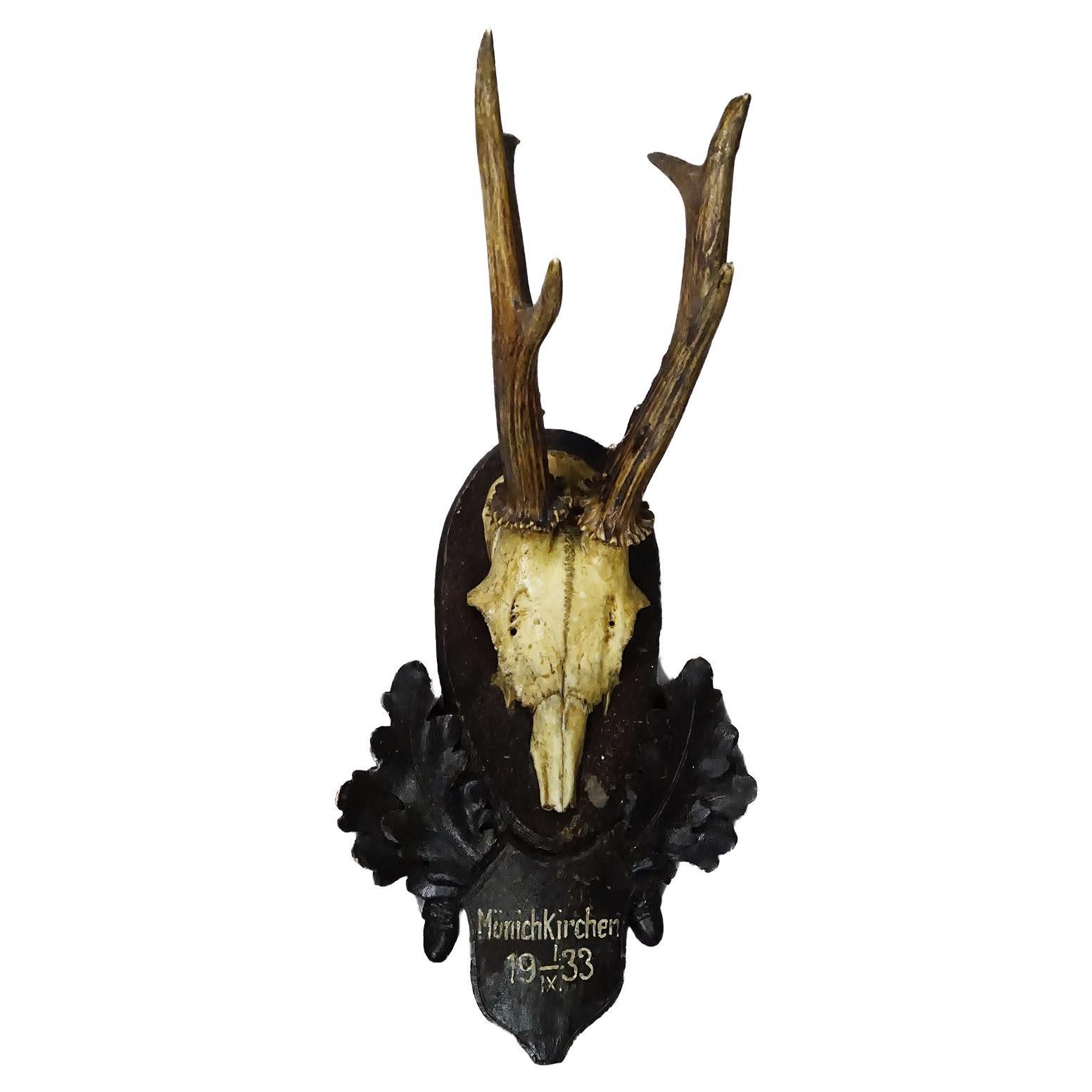 Antique Styrian Roe Deer Trophy on Carved Plaque, Austria 1933