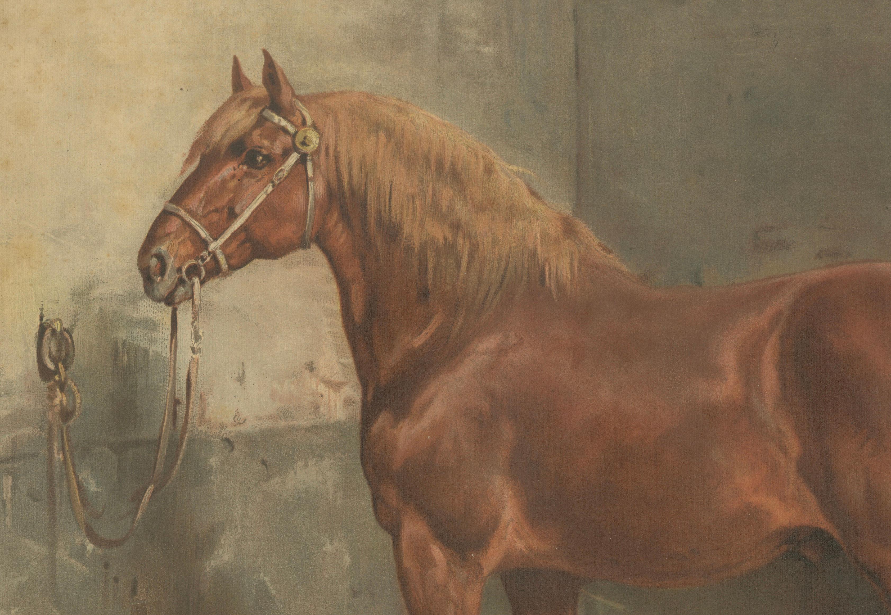 Antique Suffolk Punch Horse Portrait, Belgian Equestrian Lithograph 1898