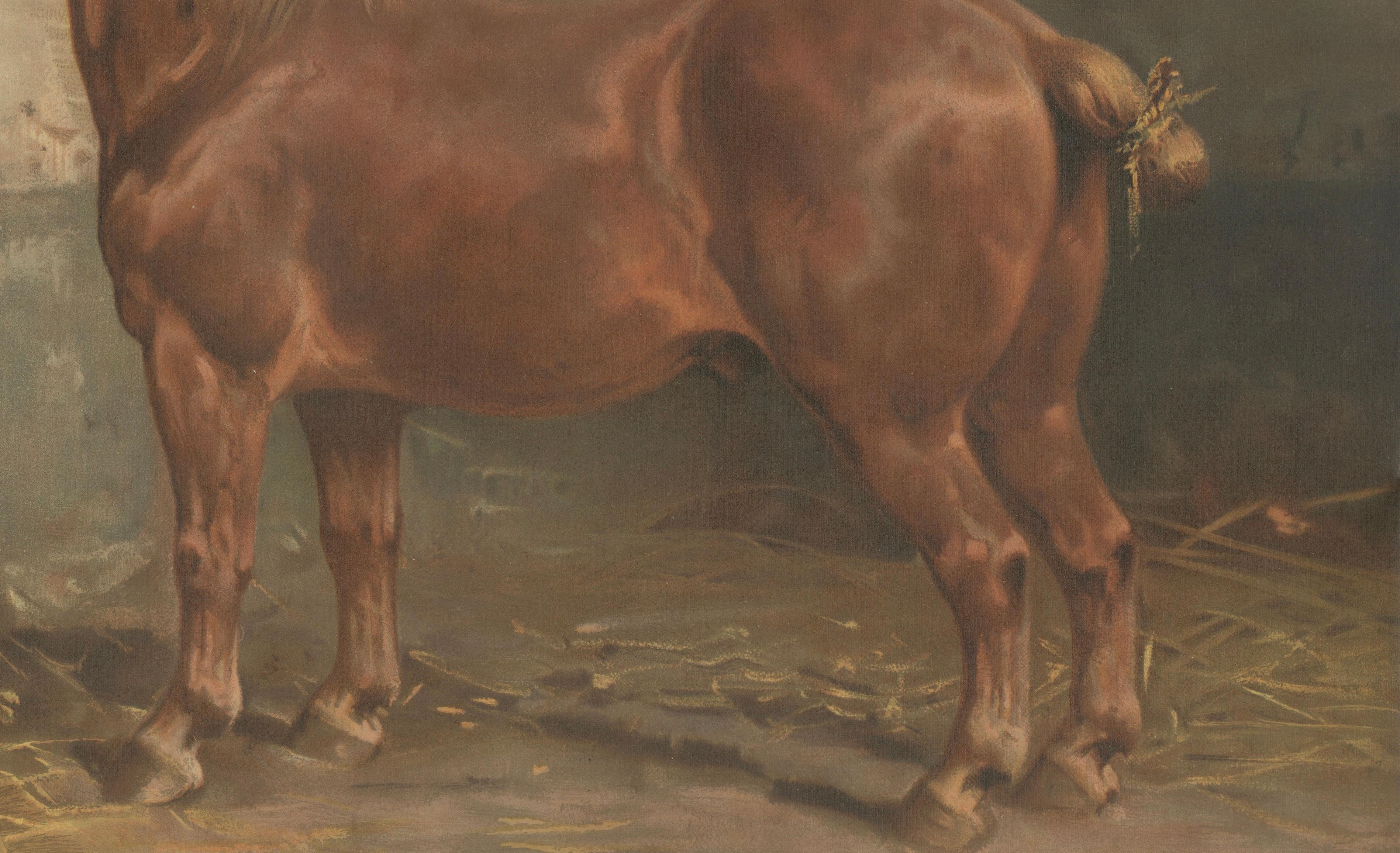 Antique Suffolk Punch Horse Portrait, Belgian Equestrian Lithograph 1898