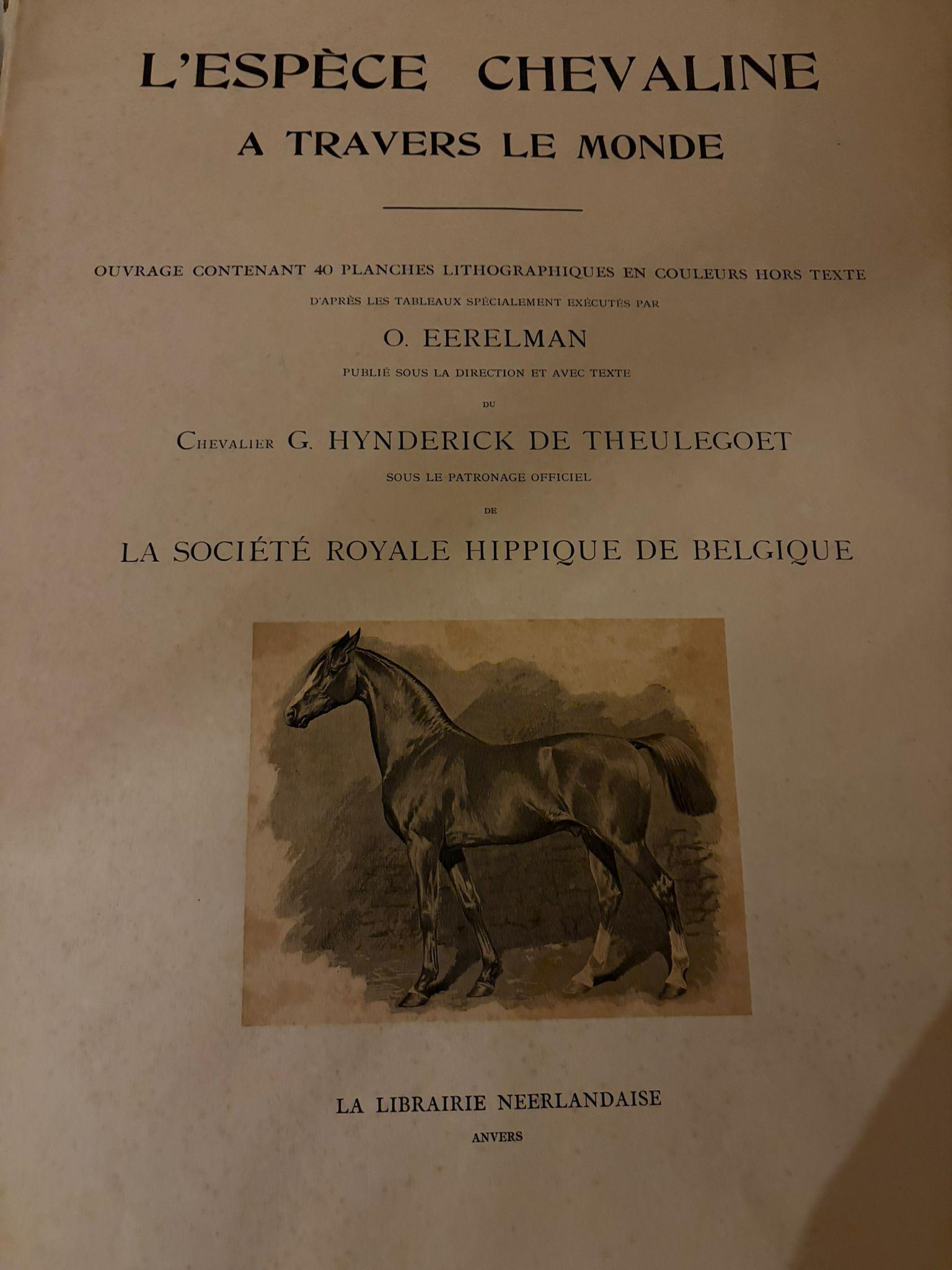 Antique Suffolk Punch Horse Portrait, Belgian Equestrian Lithograph 1898