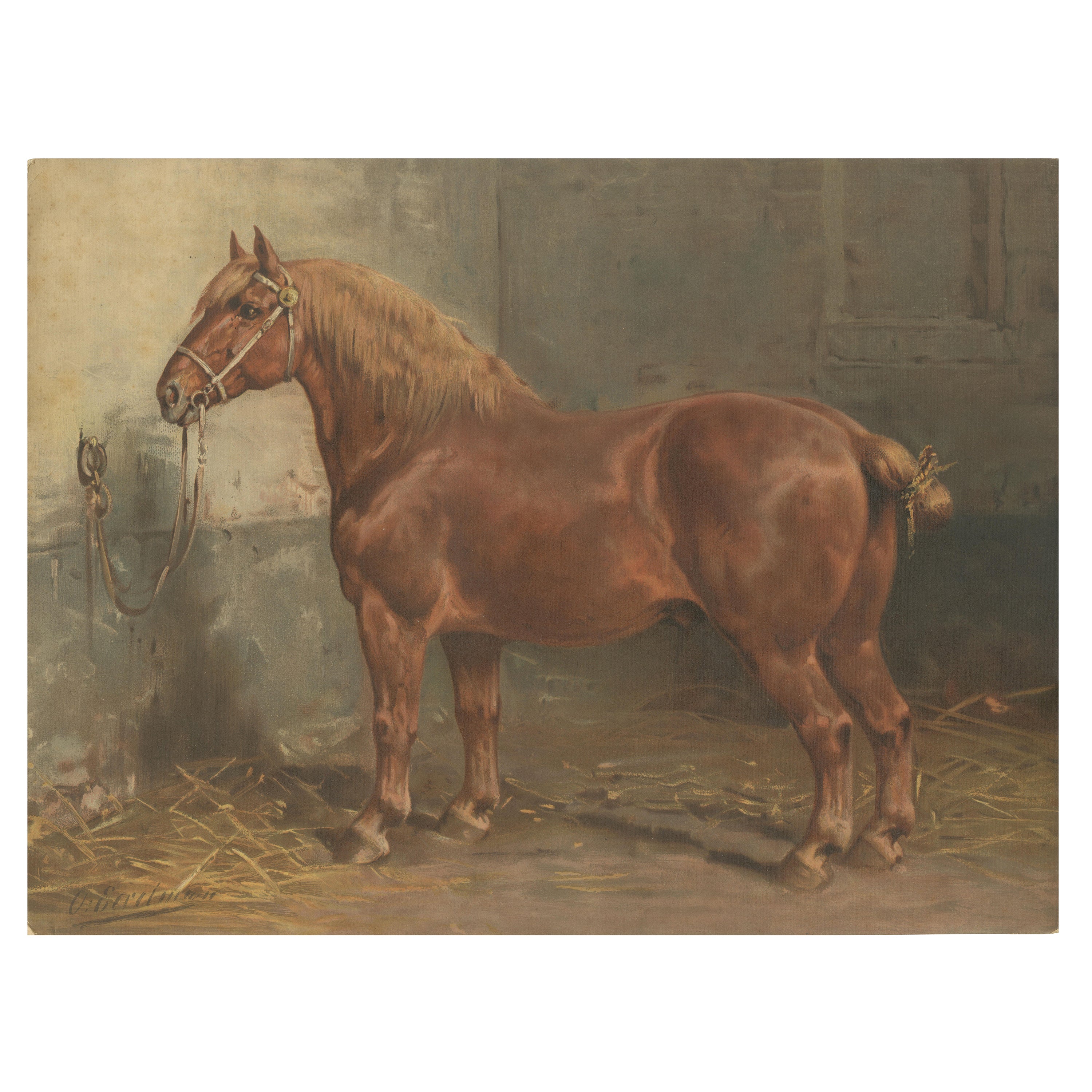 Antique Suffolk Punch Horse Portrait, Belgian Equestrian Lithograph 1898