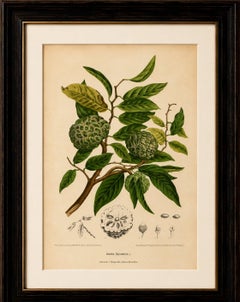 Cromolitografia botanica d’epoca raffigurante un albero di mela zuccherina, opera di Hoola van Nooten, 1880 circa