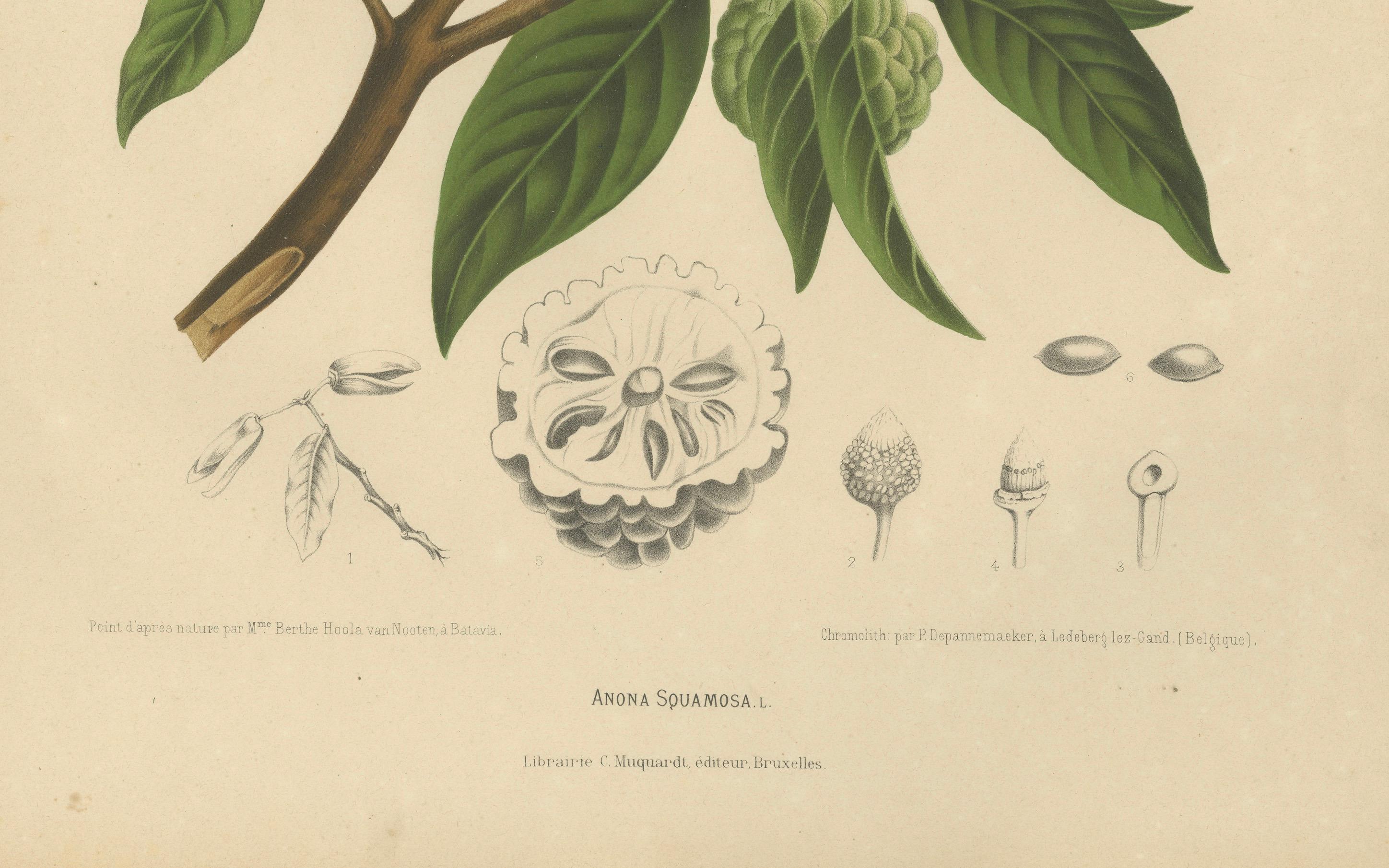 Antique Sugar Apple Botanical Chromolithograph by Hoola van Nooten, c. 1880