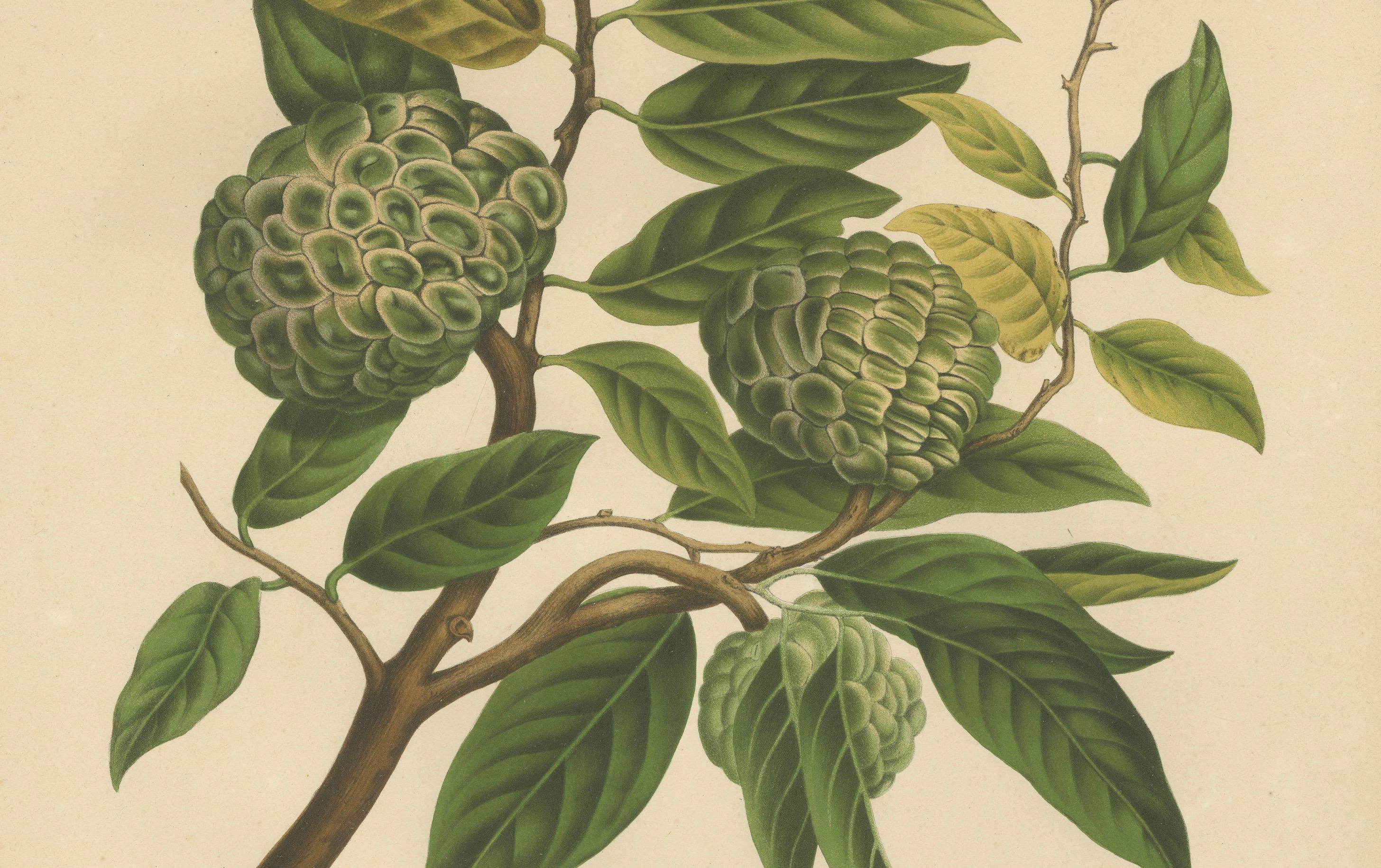 Antique Sugar Apple Botanical Chromolithograph by Hoola van Nooten, c. 1880