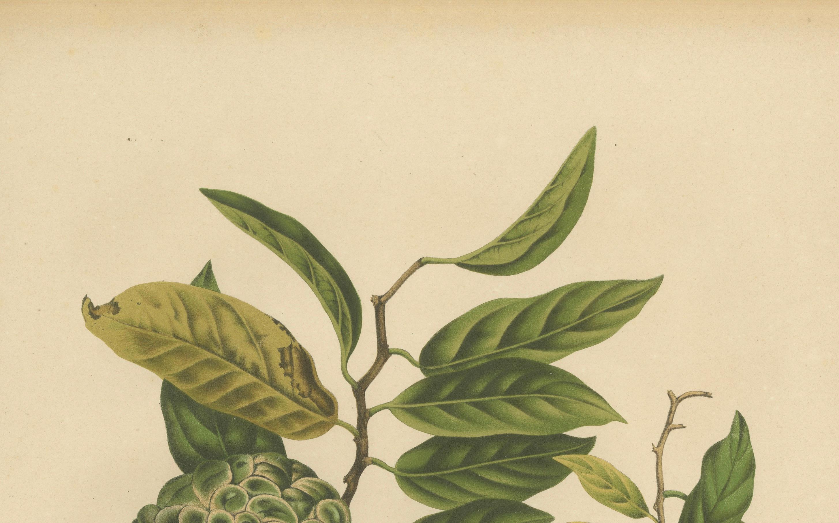 Antique Sugar Apple Botanical Chromolithograph by Hoola van Nooten, c. 1880