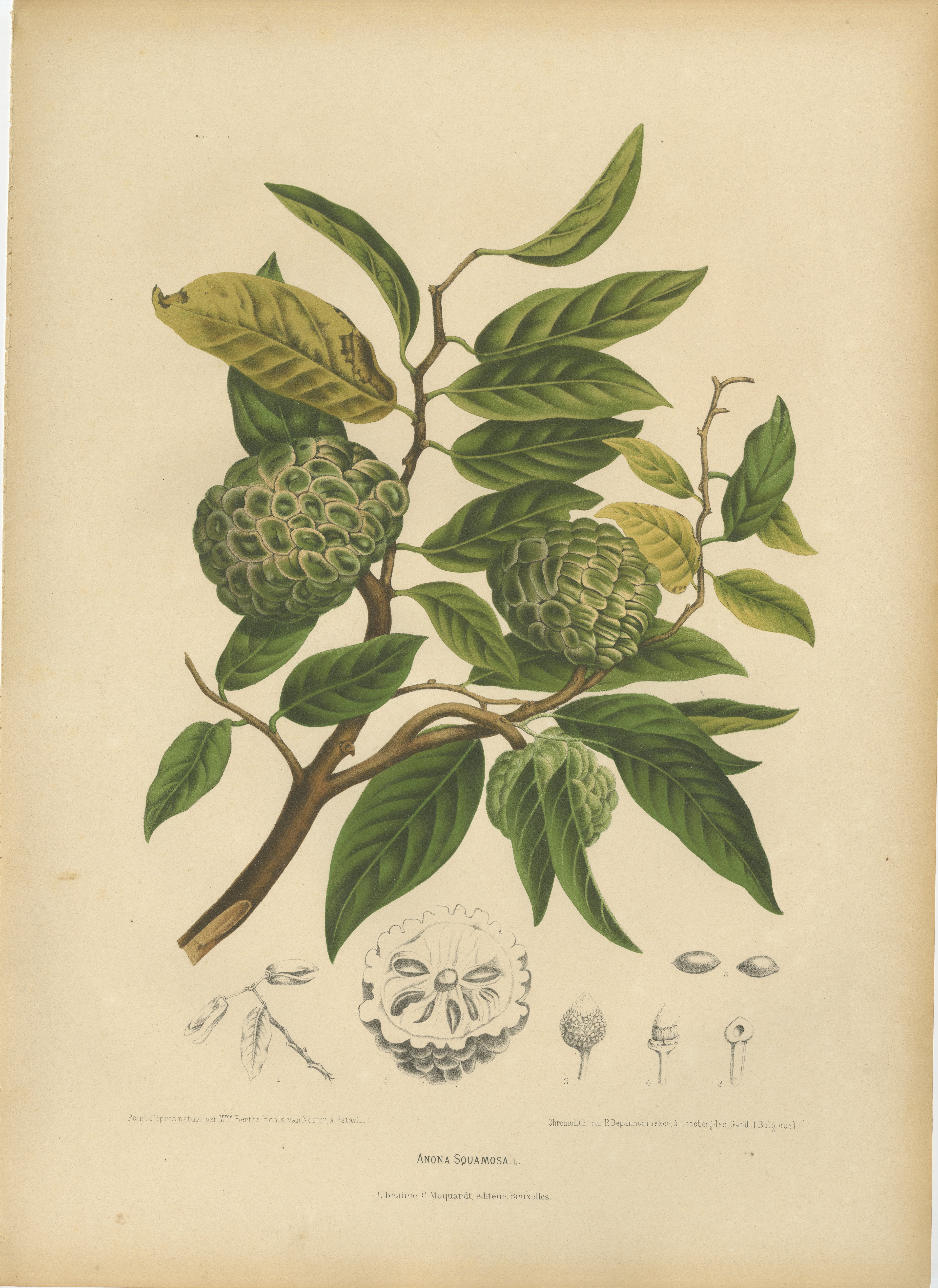 Antique Sugar Apple Botanical Chromolithograph by Hoola van Nooten, c. 1880 For Sale