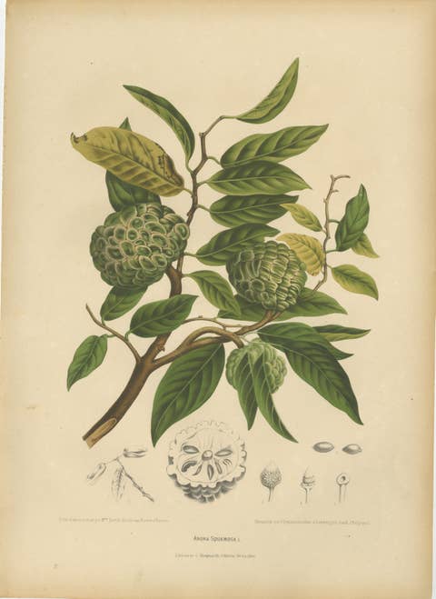 Antique Sugar Apple Botanical Chromolithograph by Hoola van Nooten, c. 1880