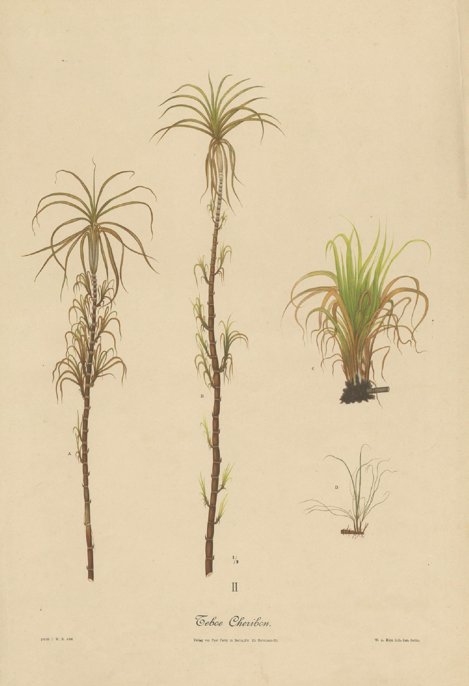Antique Sugarcane Botanical Chromolithograph, Teboe Cheribon, Java 1892