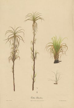 Antique Sugarcane Botanical Chromolithograph, Teboe Cheribon, Java 1892