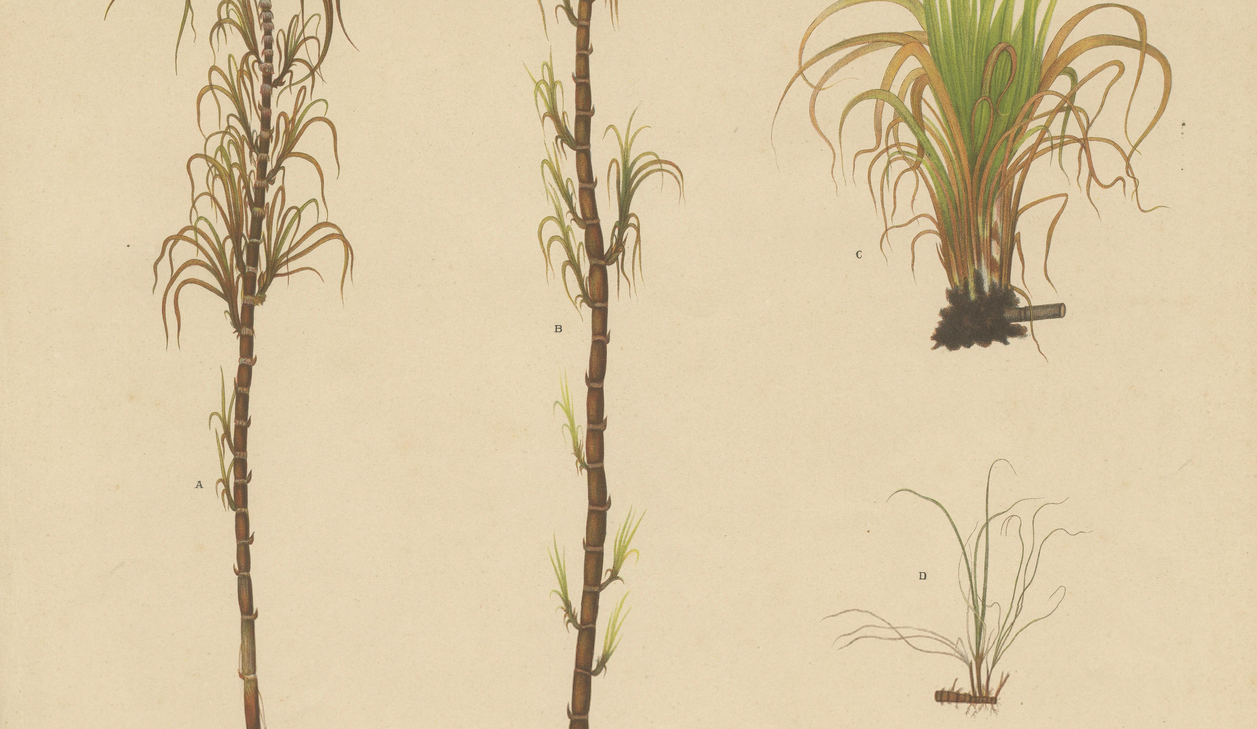 Antique Sugarcane Botanical Chromolithograph, Teboe Cheribon, Java 1892