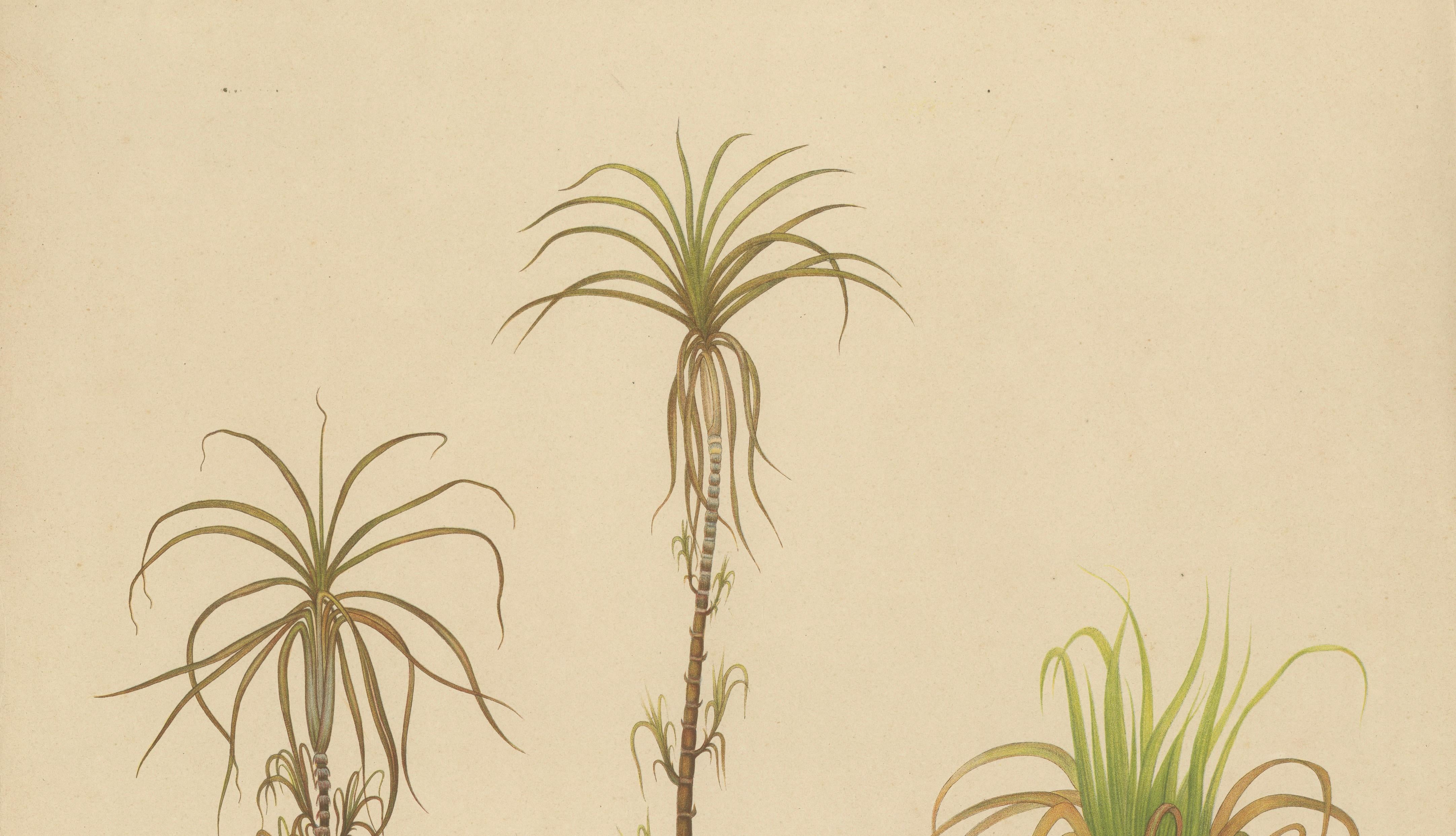 Antique Sugarcane Botanical Chromolithograph, Teboe Cheribon, Java 1892