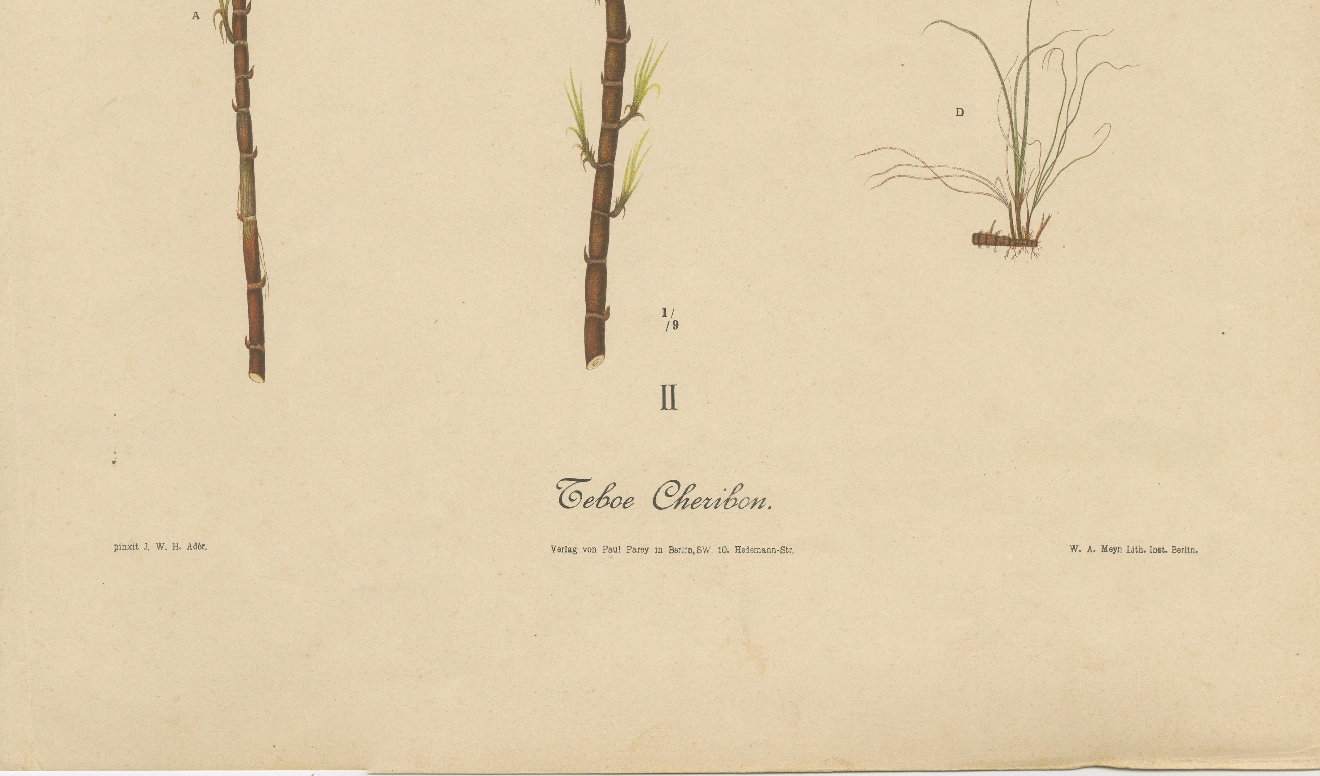 Antique Sugarcane Botanical Chromolithograph, Teboe Cheribon, Java 1892