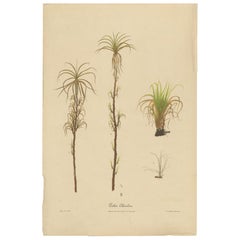 Antique Sugarcane Botanical Chromolithograph, Teboe Cheribon, Java 1892
