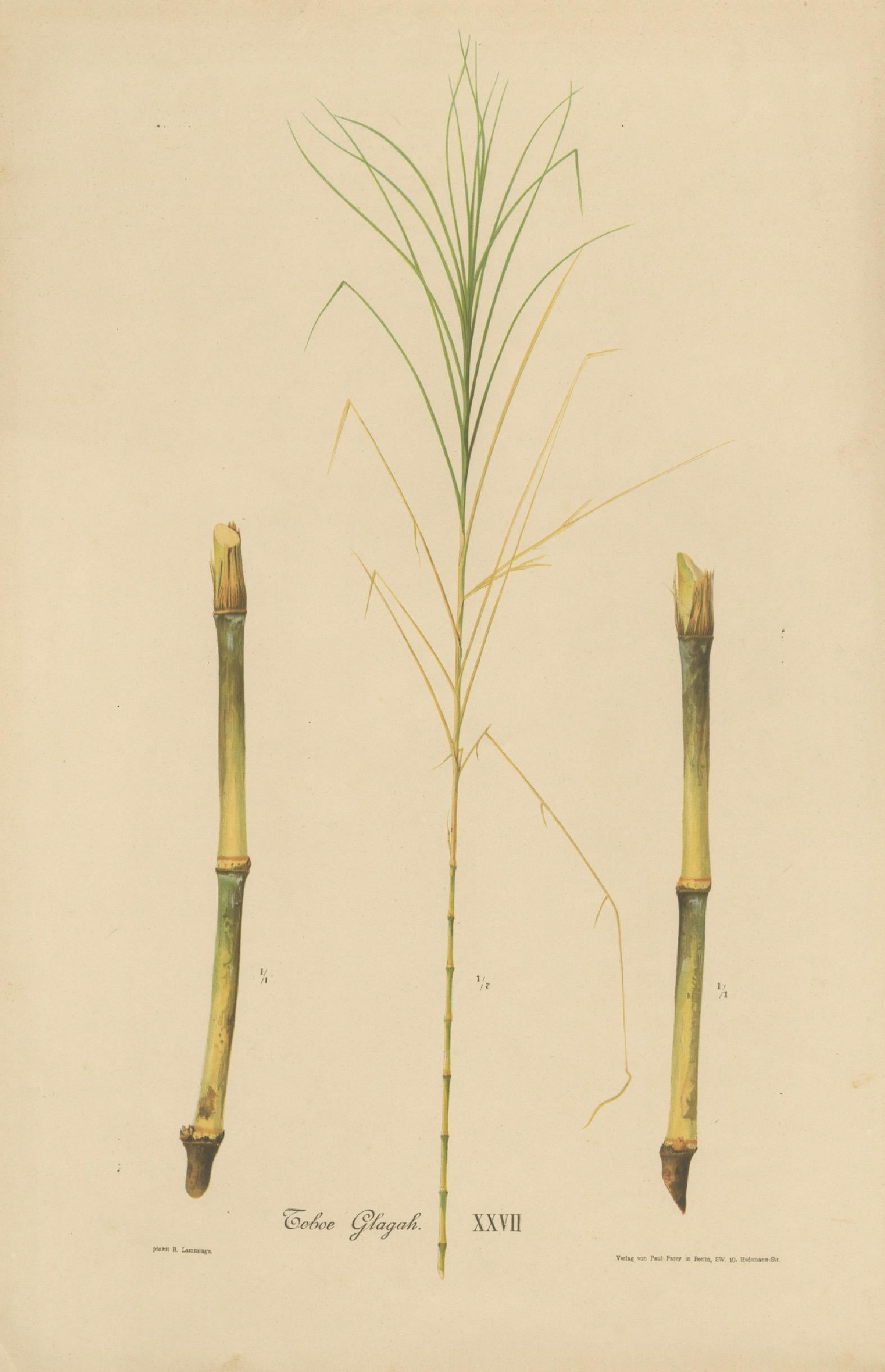 Antique Sugarcane Botanical Chromolithograph, Teboe Glagah, Java 1892