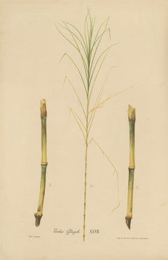 Antique Sugarcane Botanical Chromolithograph, Teboe Glagah, Java 1892