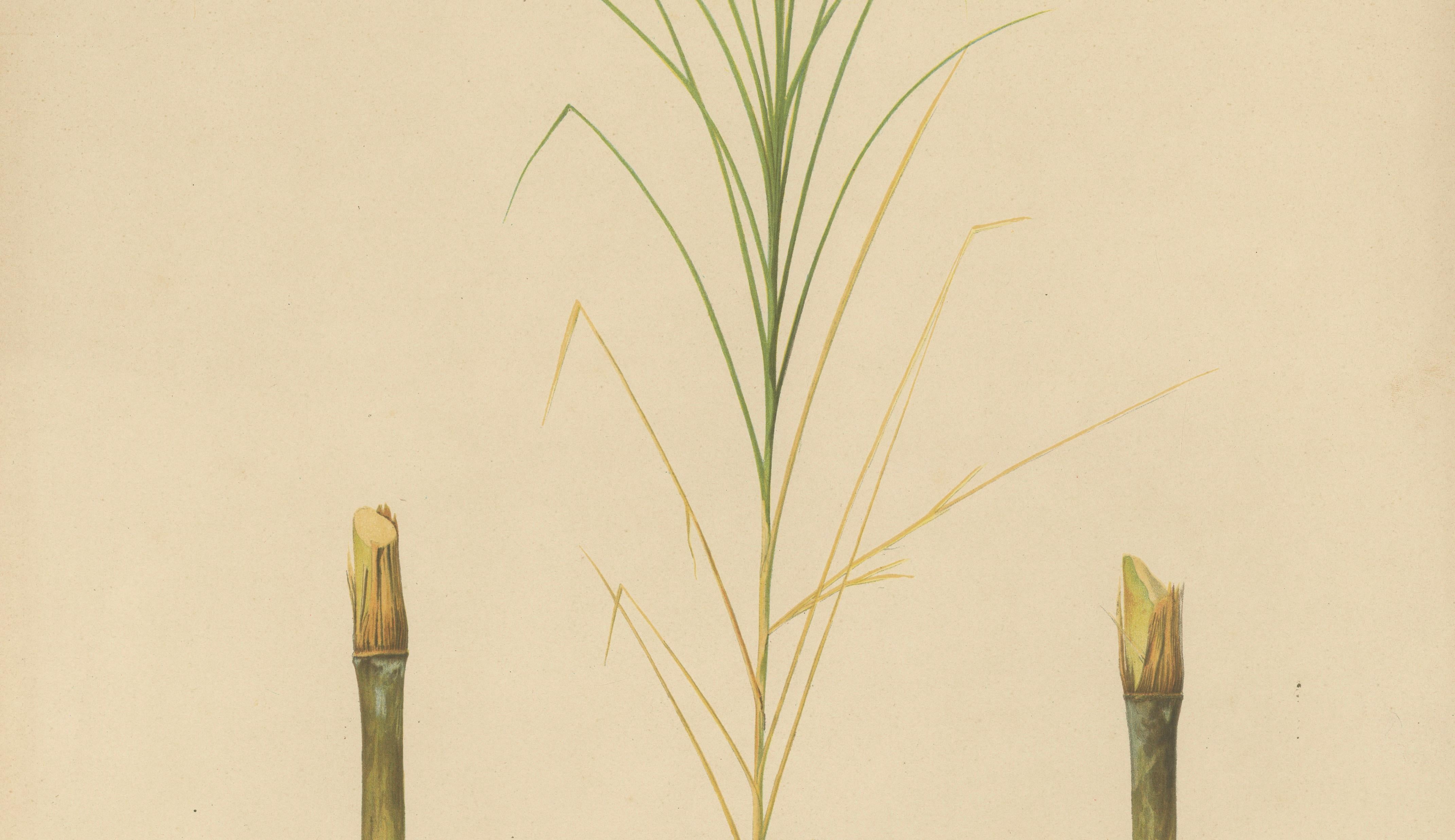 Antique Sugarcane Botanical Chromolithograph, Teboe Glagah, Java 1892