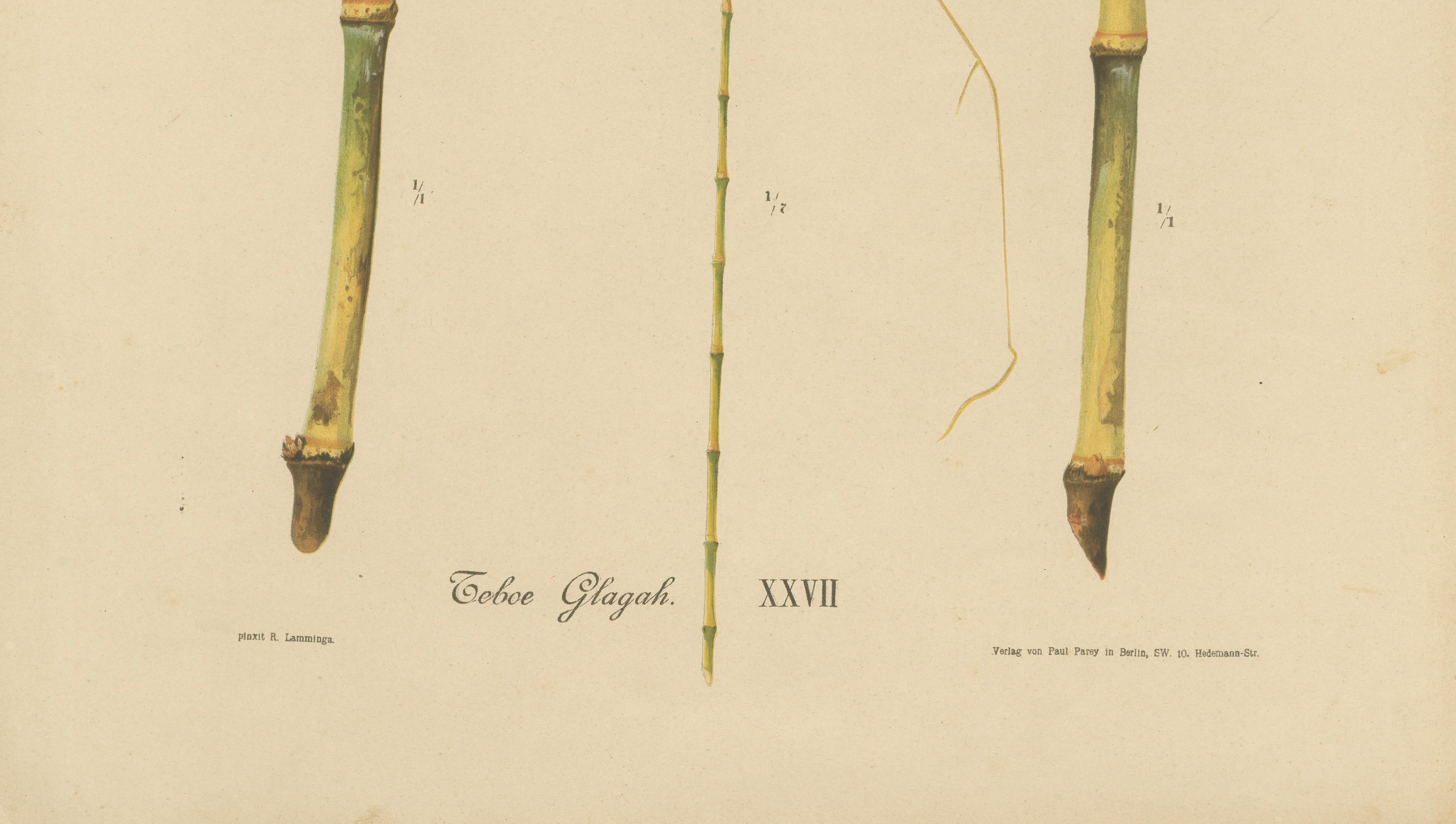 Antique Sugarcane Botanical Chromolithograph, Teboe Glagah, Java 1892