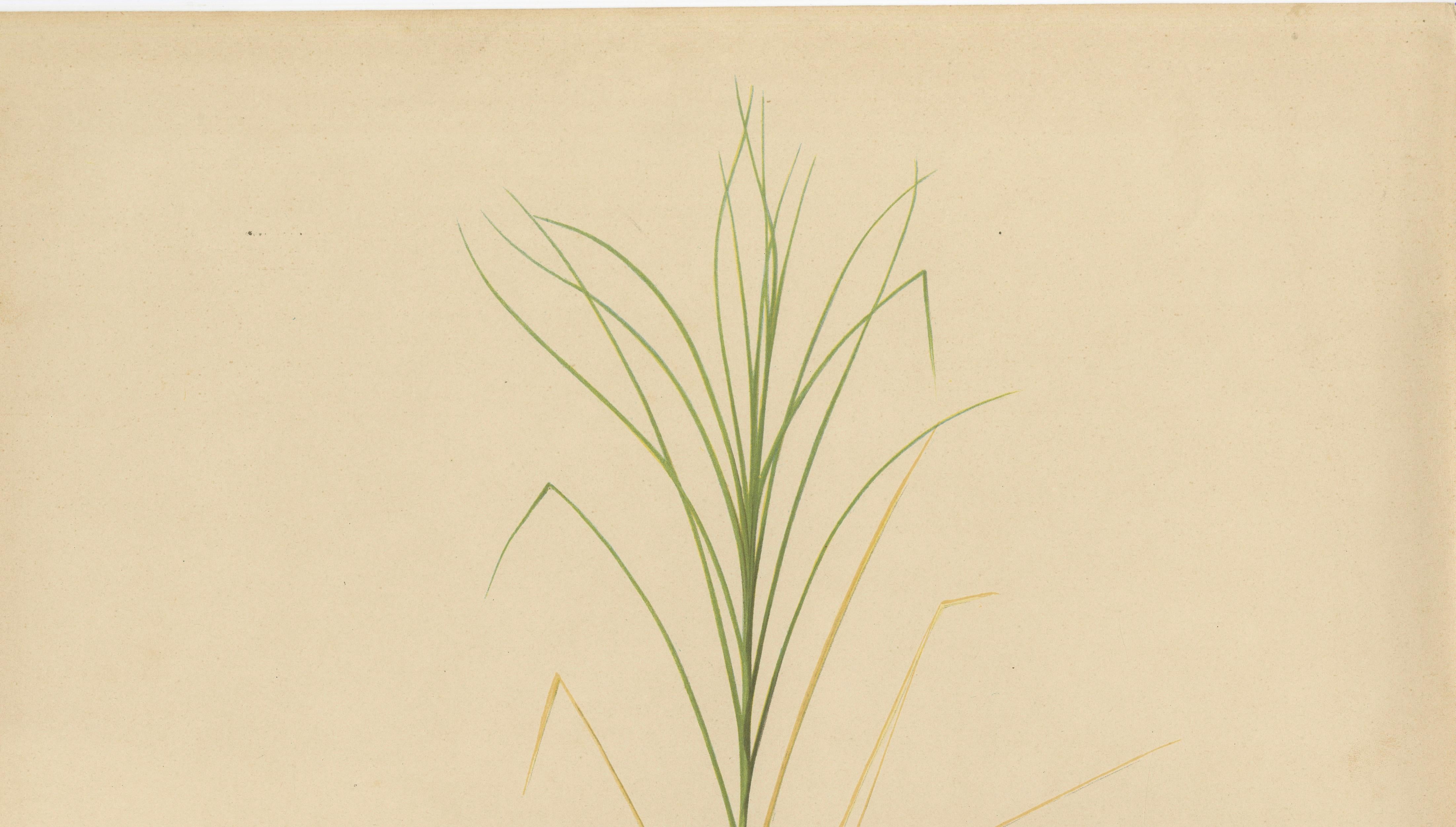 Antique Sugarcane Botanical Chromolithograph, Teboe Glagah, Java 1892