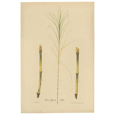 Antique Sugarcane Botanical Chromolithograph, Teboe Glagah, Java 1892