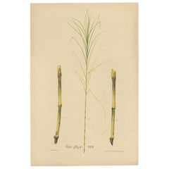 Antique Sugarcane Botanical Chromolithograph, Teboe Glagah, Java 1892