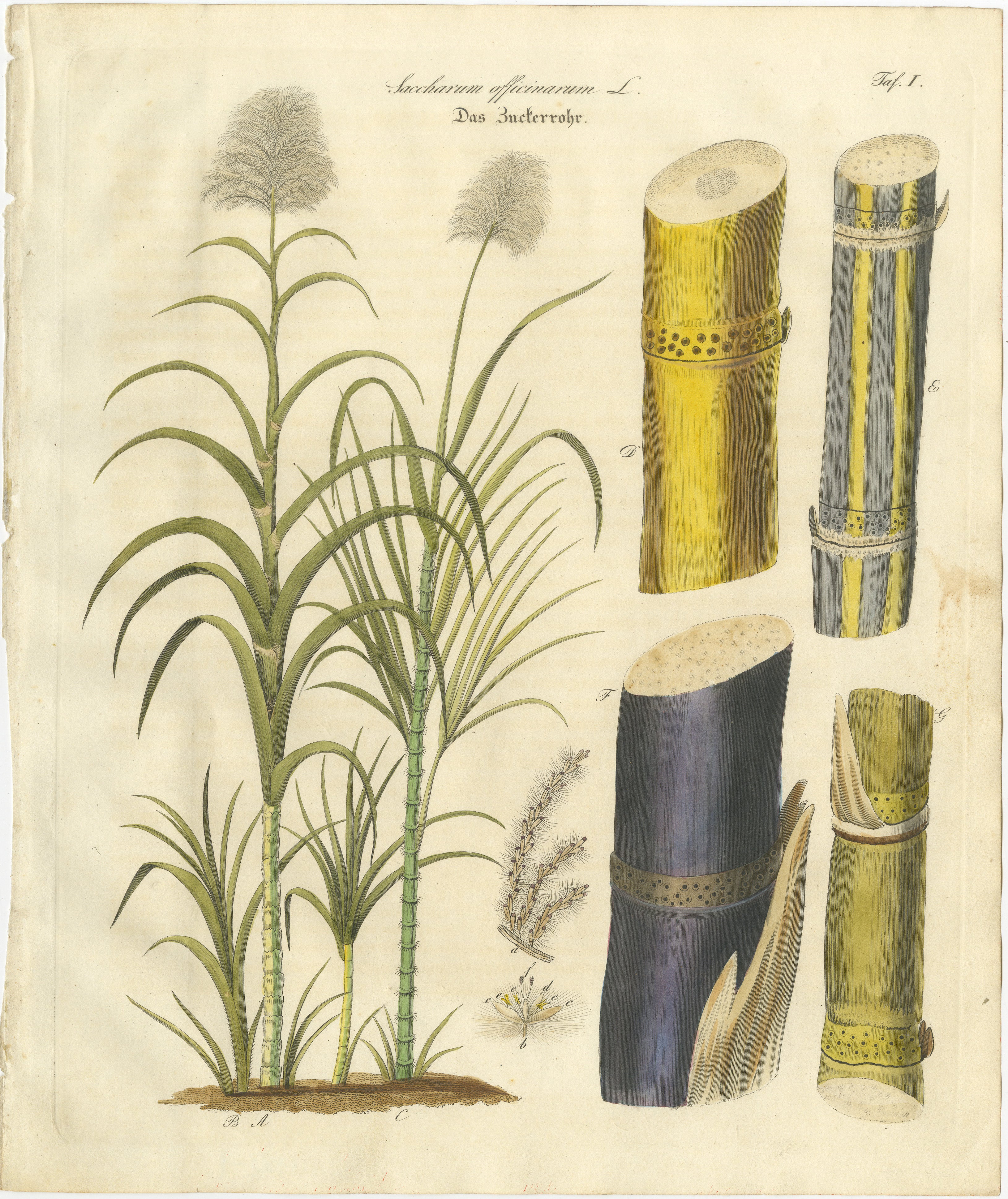 Antique Sugarcane Botanical Print, Saccharum officinarum, Hand Colored, c.1831