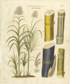 Antique Sugarcane Botanical Print, Saccharum officinarum, Hand Colored, c.1831