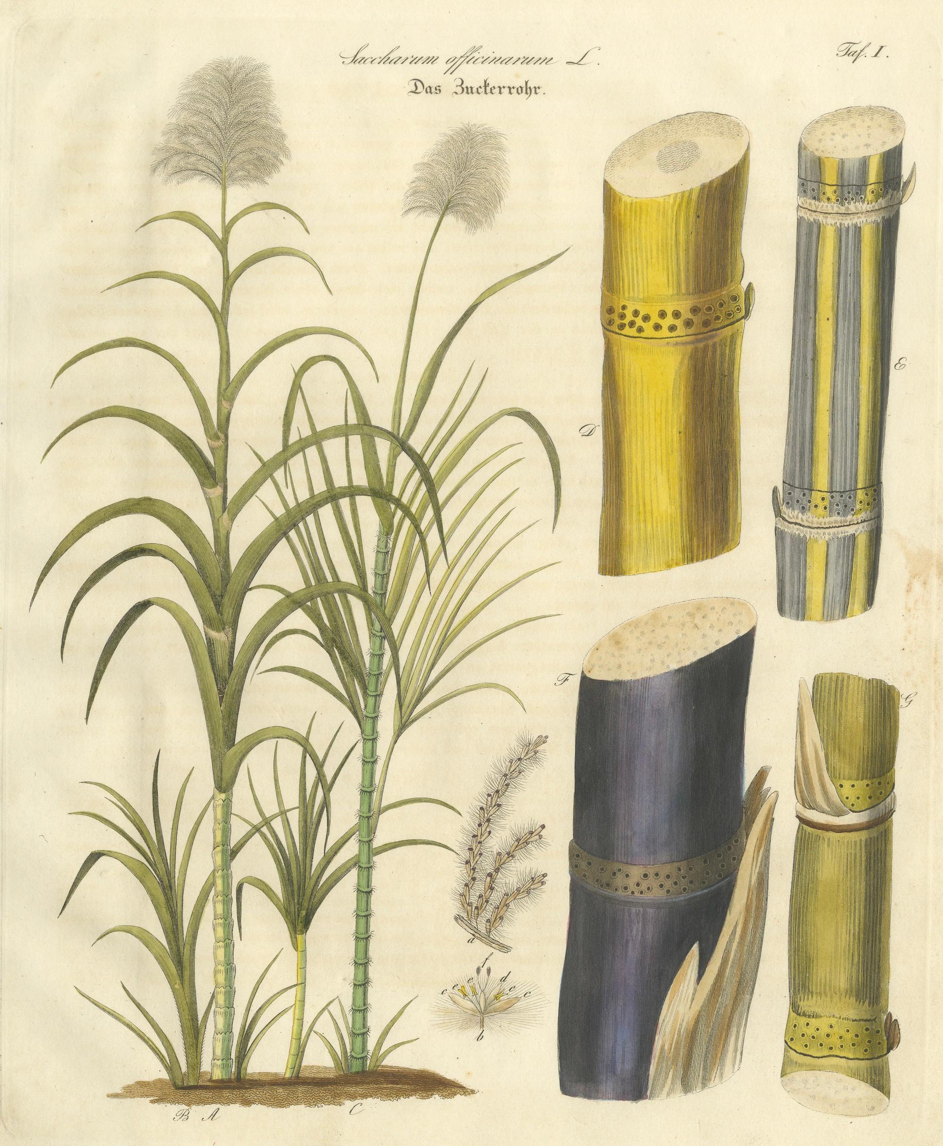Antique Sugarcane Botanical Print, Saccharum officinarum, Hand Colored, c.1831