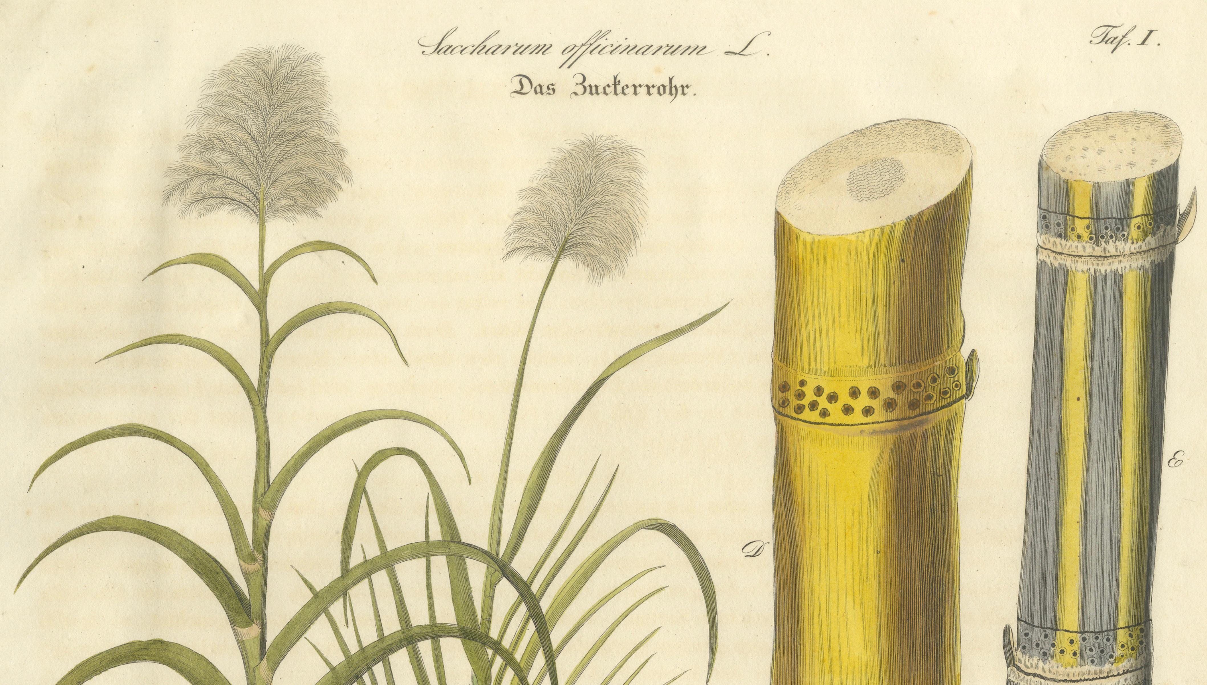 Antique Sugarcane Botanical Print, Saccharum officinarum, Hand Colored, c.1831