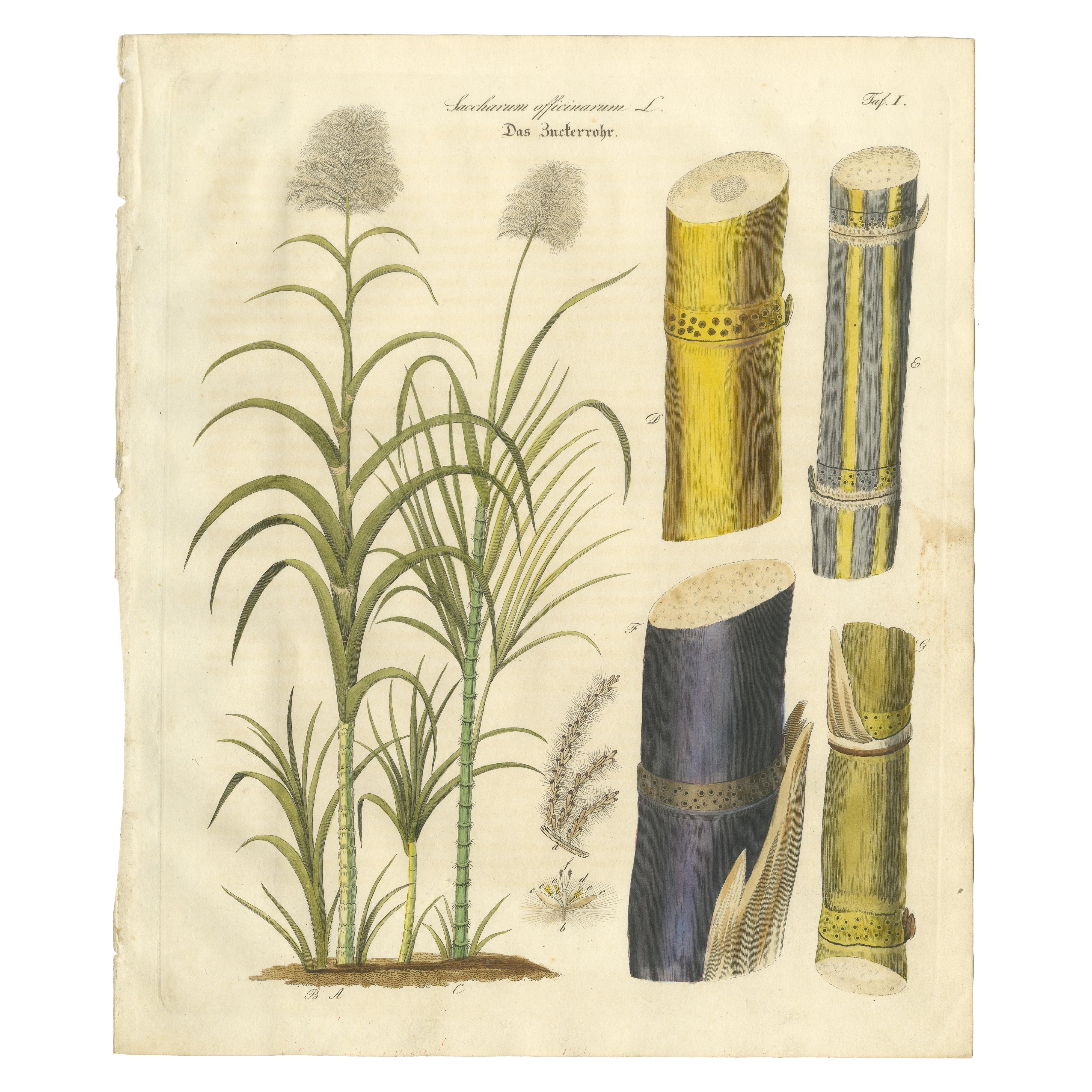 Antique Sugarcane Botanical Print, Saccharum officinarum, Hand Colored, c.1831