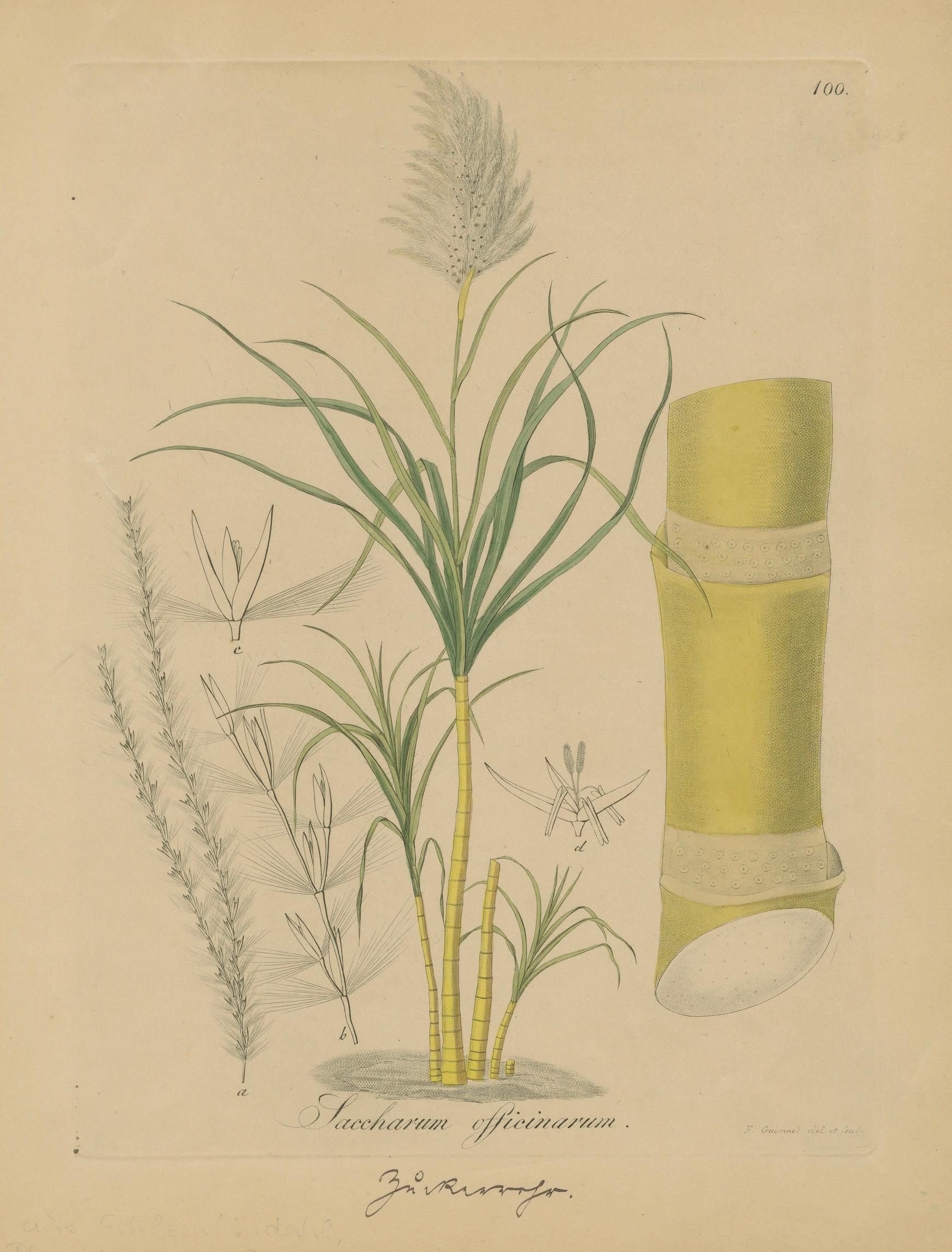 Antique Sugarcane Botanical Print – Saccharum officinarum, Hayne, ca.1820