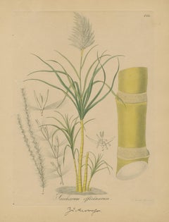 Antique Sugarcane Botanical Print – Saccharum officinarum, Hayne, ca.1820