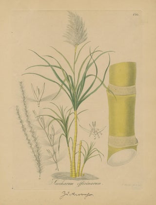 Antique Sugarcane Botanical Print, Saccharum officinarum, Hayne, ca.1820, view 2