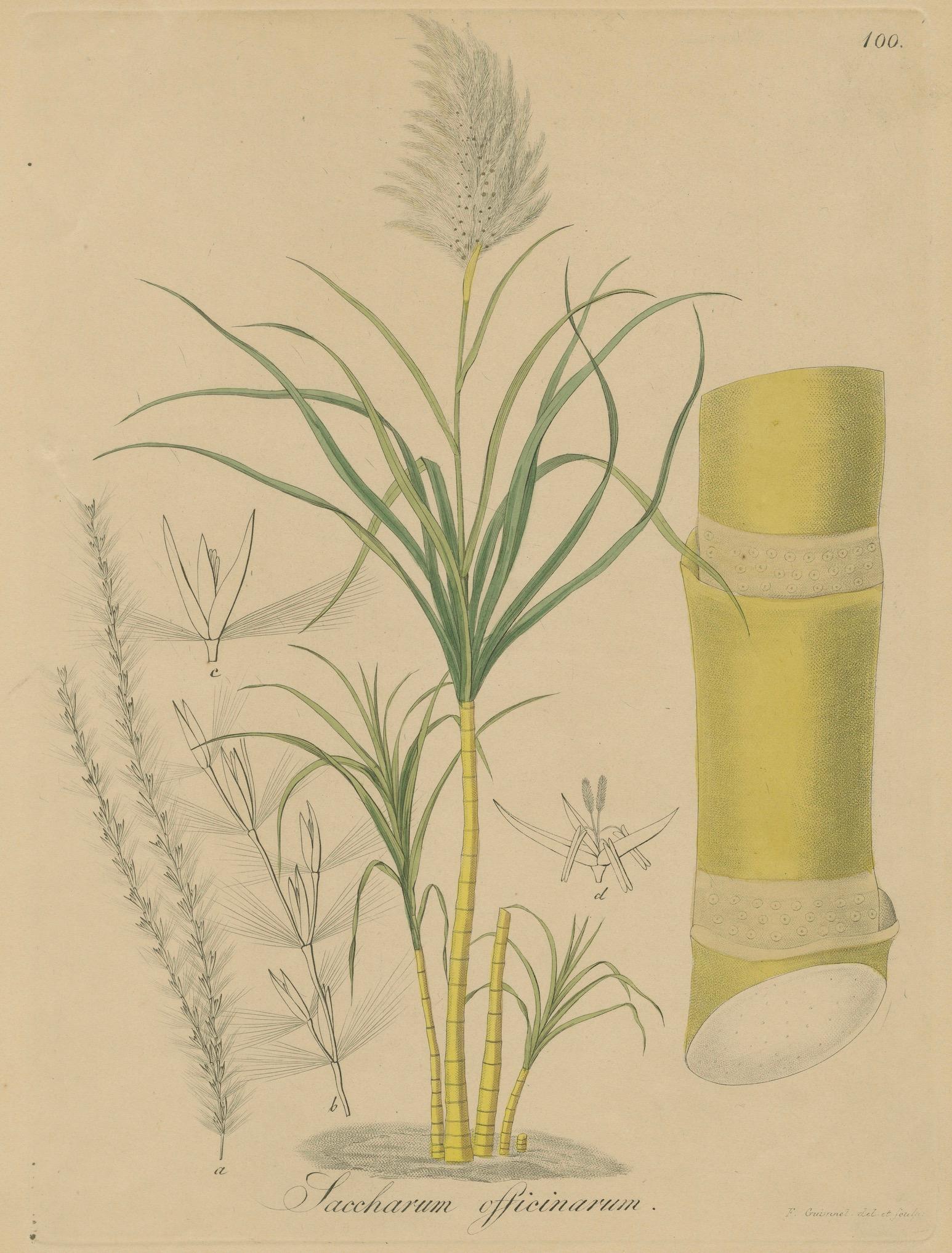 Antique Sugarcane Botanical Print – Saccharum officinarum, Hayne, ca.1820