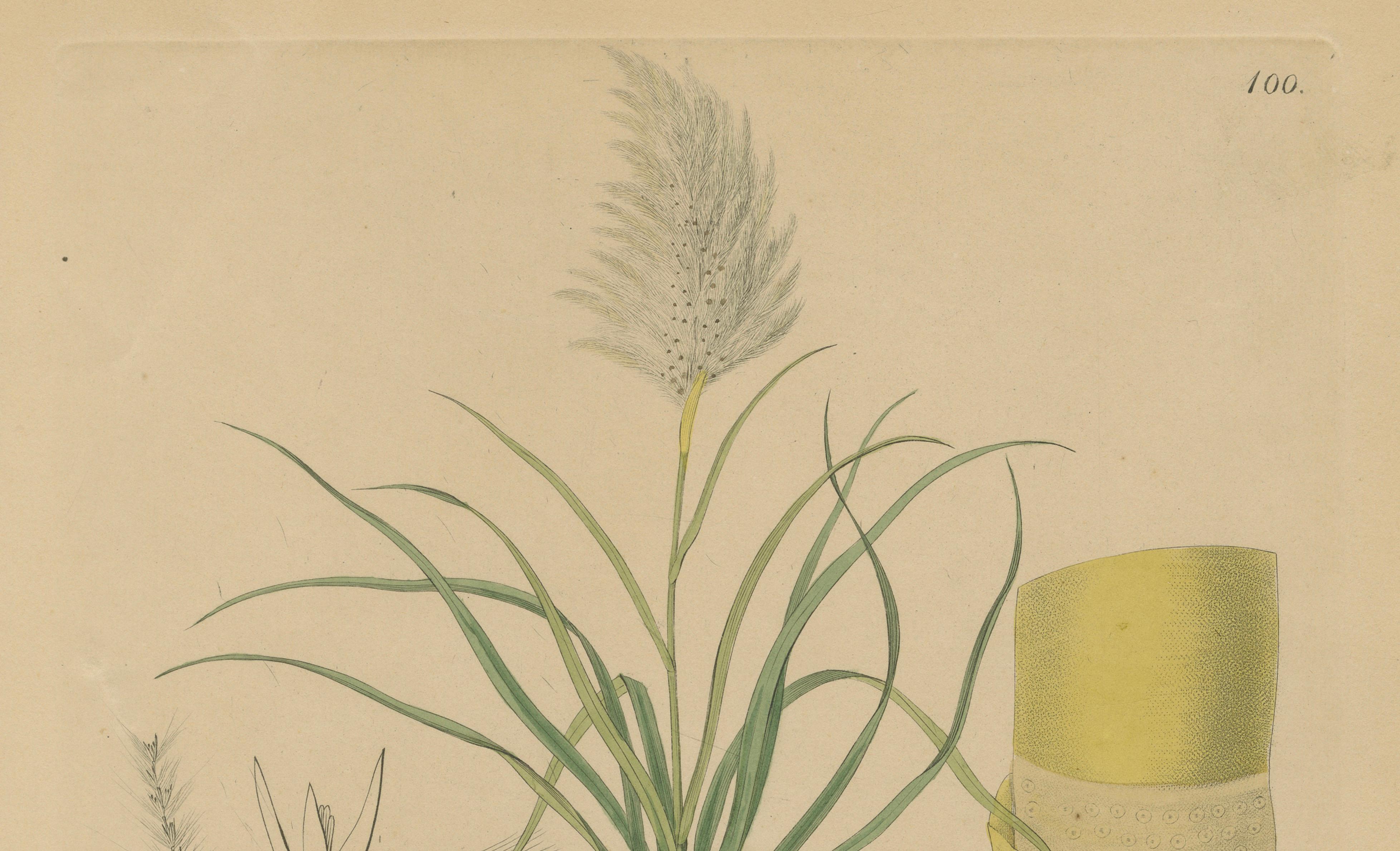 Antique Sugarcane Botanical Print – Saccharum officinarum, Hayne, ca.1820