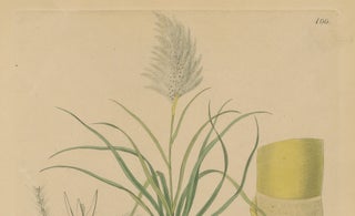 Antique Sugarcane Botanical Print, Saccharum officinarum, Hayne, ca.1820, view 4