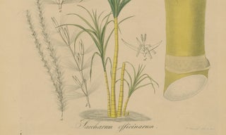 Antique Sugarcane Botanical Print, Saccharum officinarum, Hayne, ca.1820, view 5