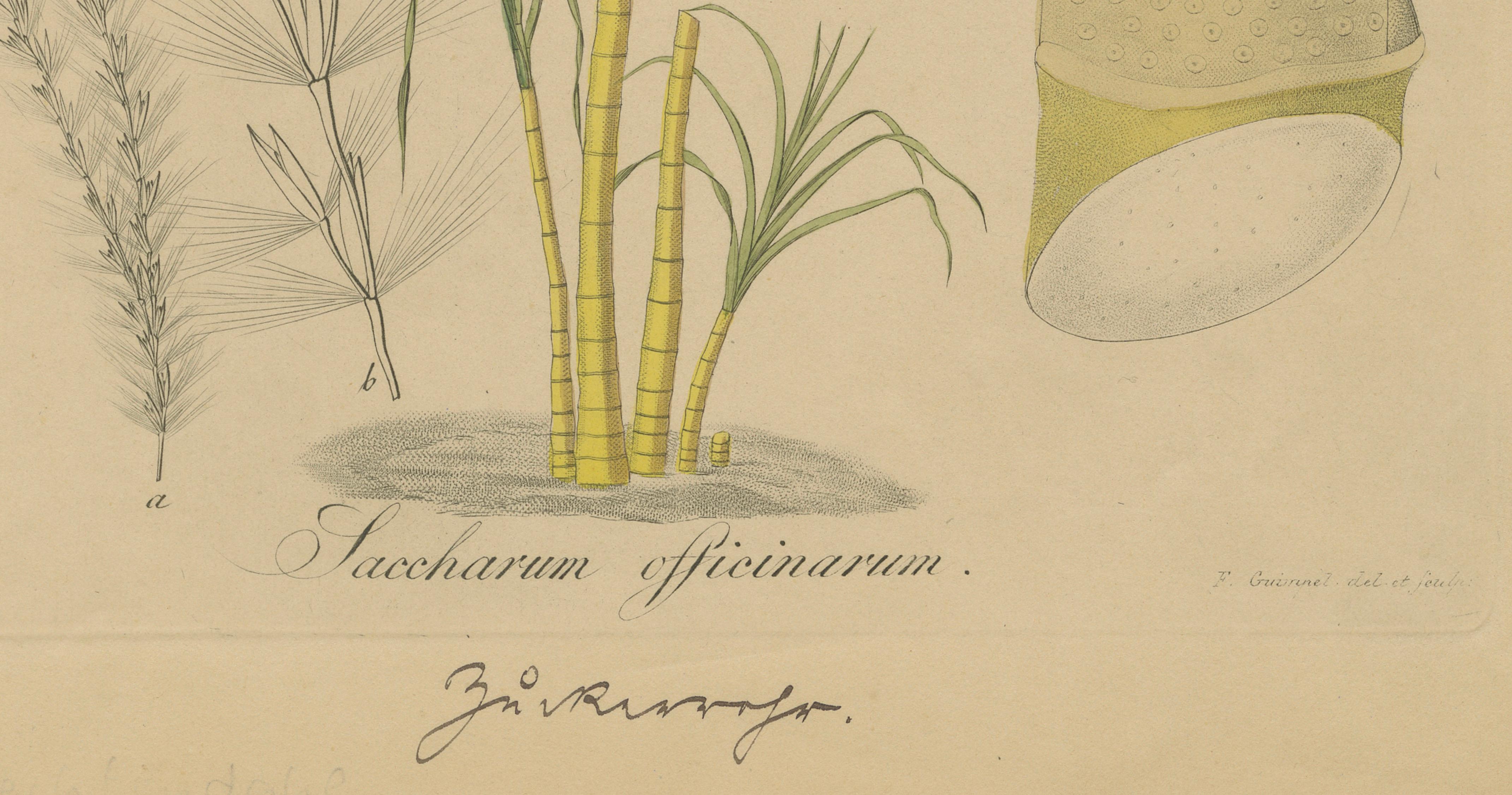 Antique Sugarcane Botanical Print – Saccharum officinarum, Hayne, ca.1820