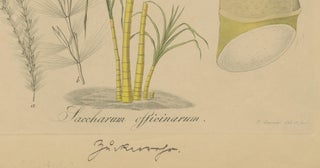 Antique Sugarcane Botanical Print, Saccharum officinarum, Hayne, ca.1820, view 6